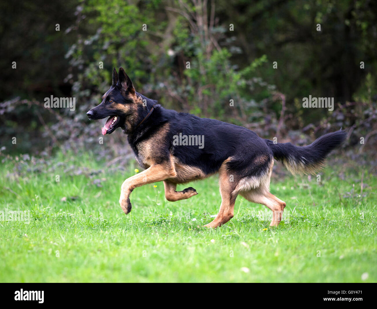 Pastore Tedesco correre libero sul prato Foto Stock