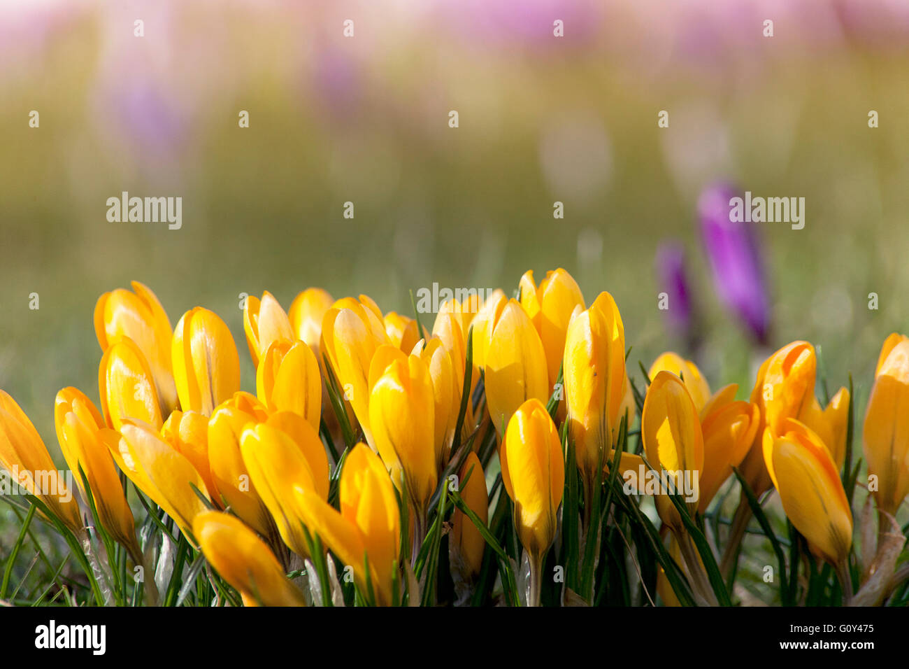 Crochi in primavera con soft bellissimo sfondo Foto Stock