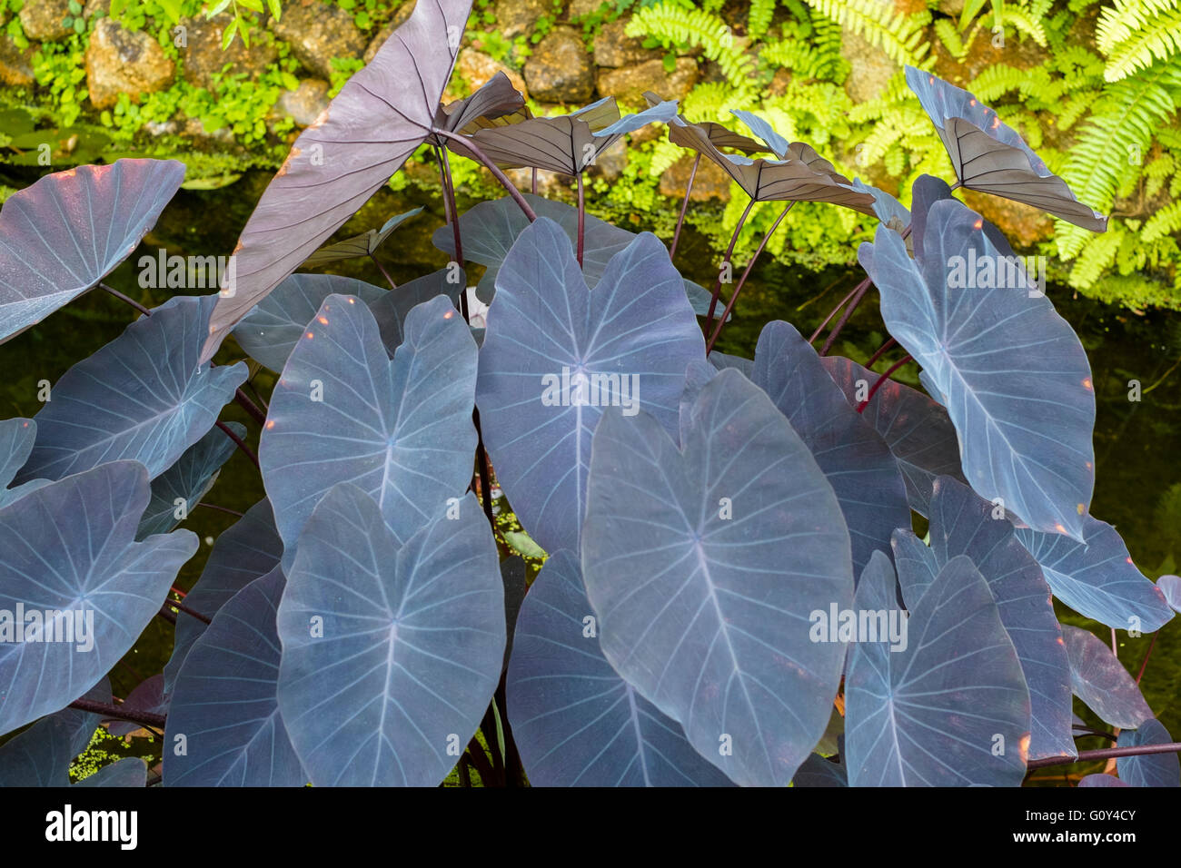 Esculenta di Colocasia "negra" Foto Stock
