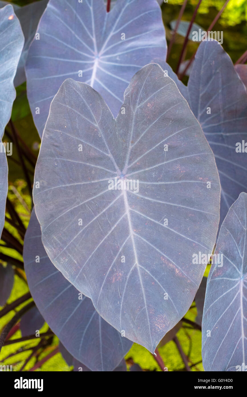 Esculenta di Colocasia "negra" Foto Stock