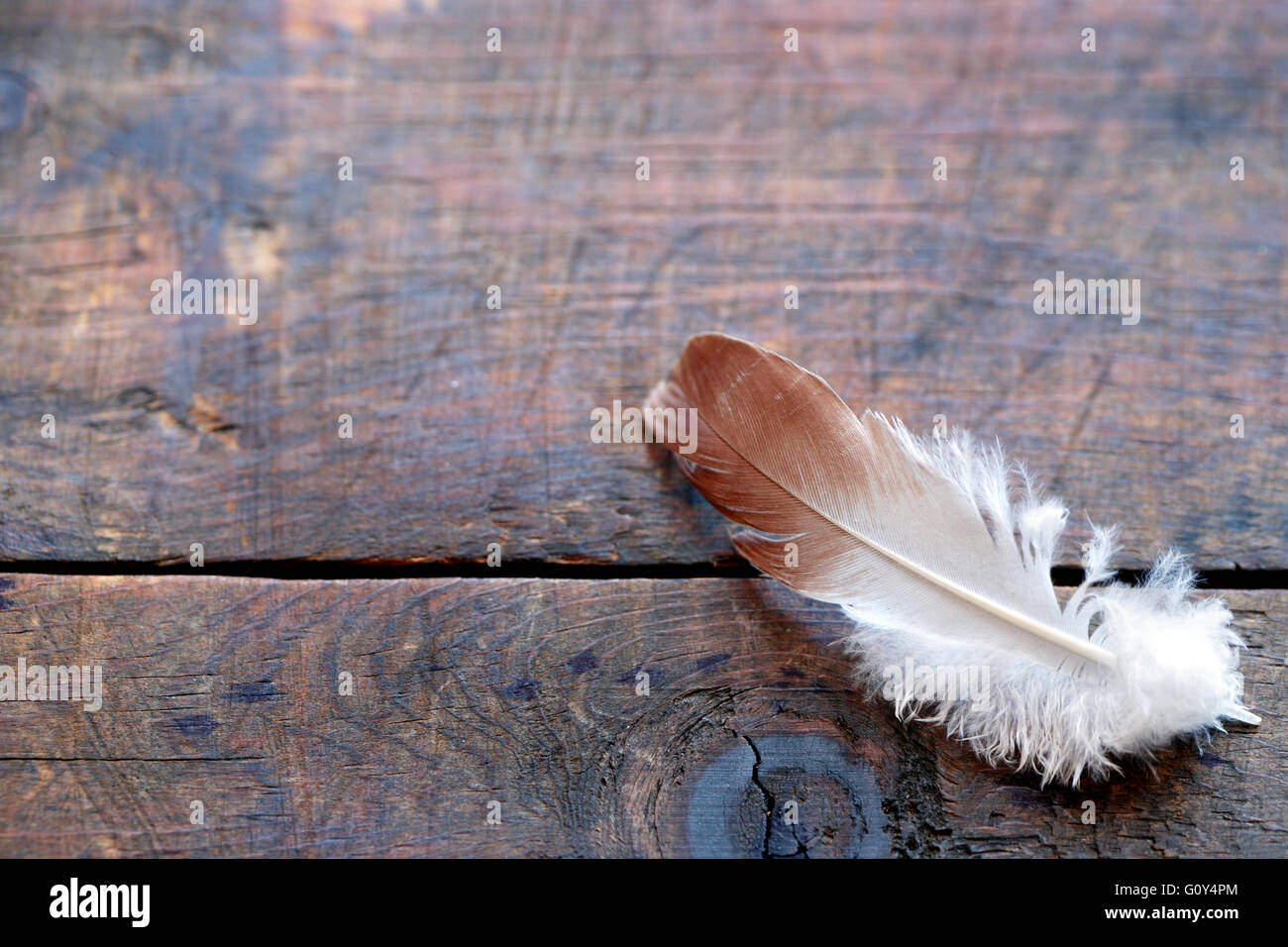 Bird giù su una vecchia tavola di legno con spazio libero per il testo Foto Stock