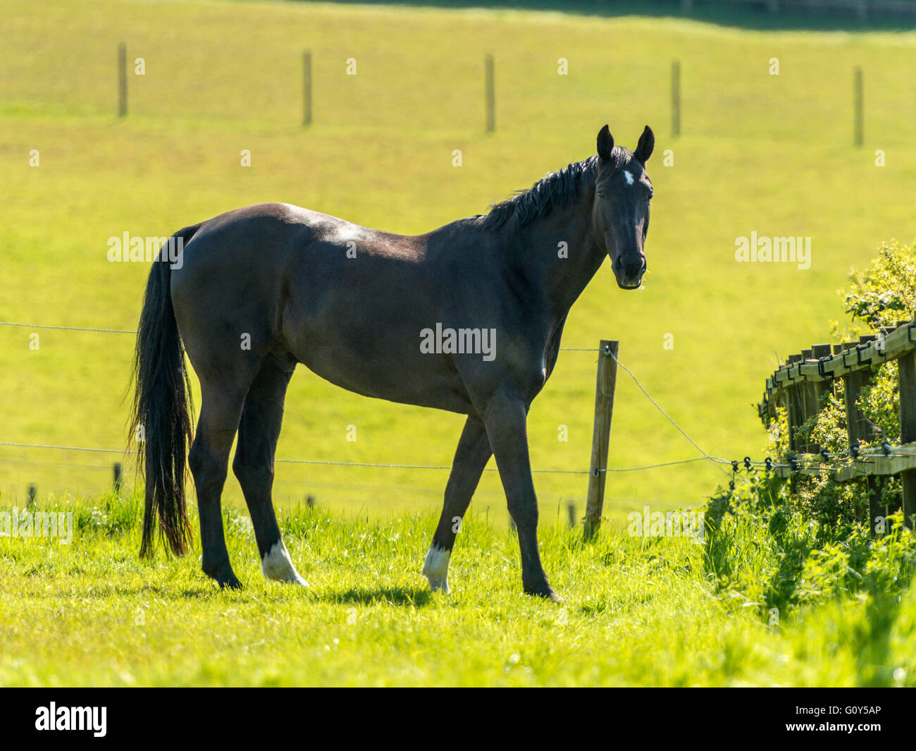 Nero stallone Hackney cavallo in campo verde con orecchie esteso Foto Stock