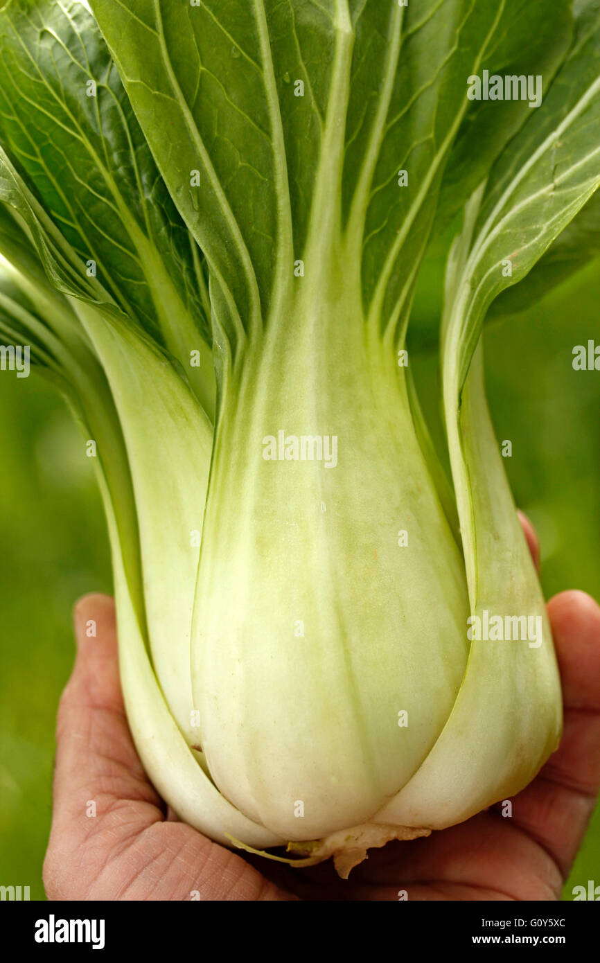 Pak choi. Tipico cavolo cinese. Foto Stock