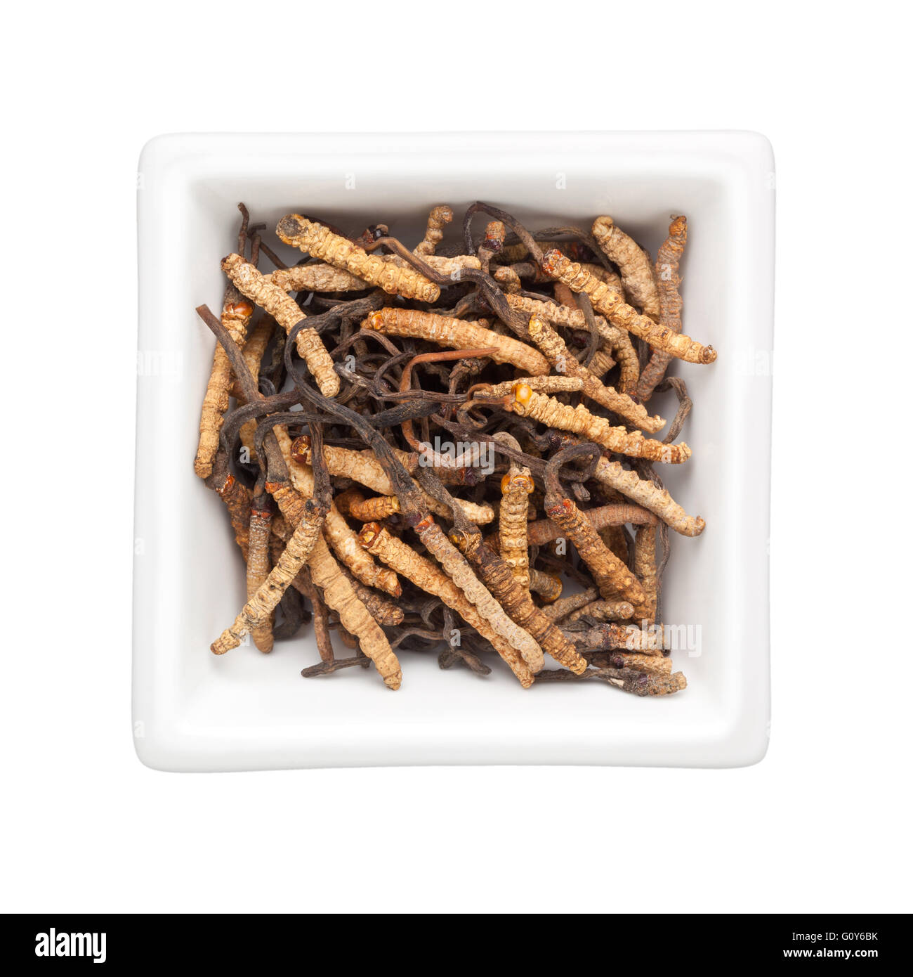 Medicina Tradizionale Cinese - Ophiocordyceps in un recipiente quadrato isolato su sfondo bianco Foto Stock