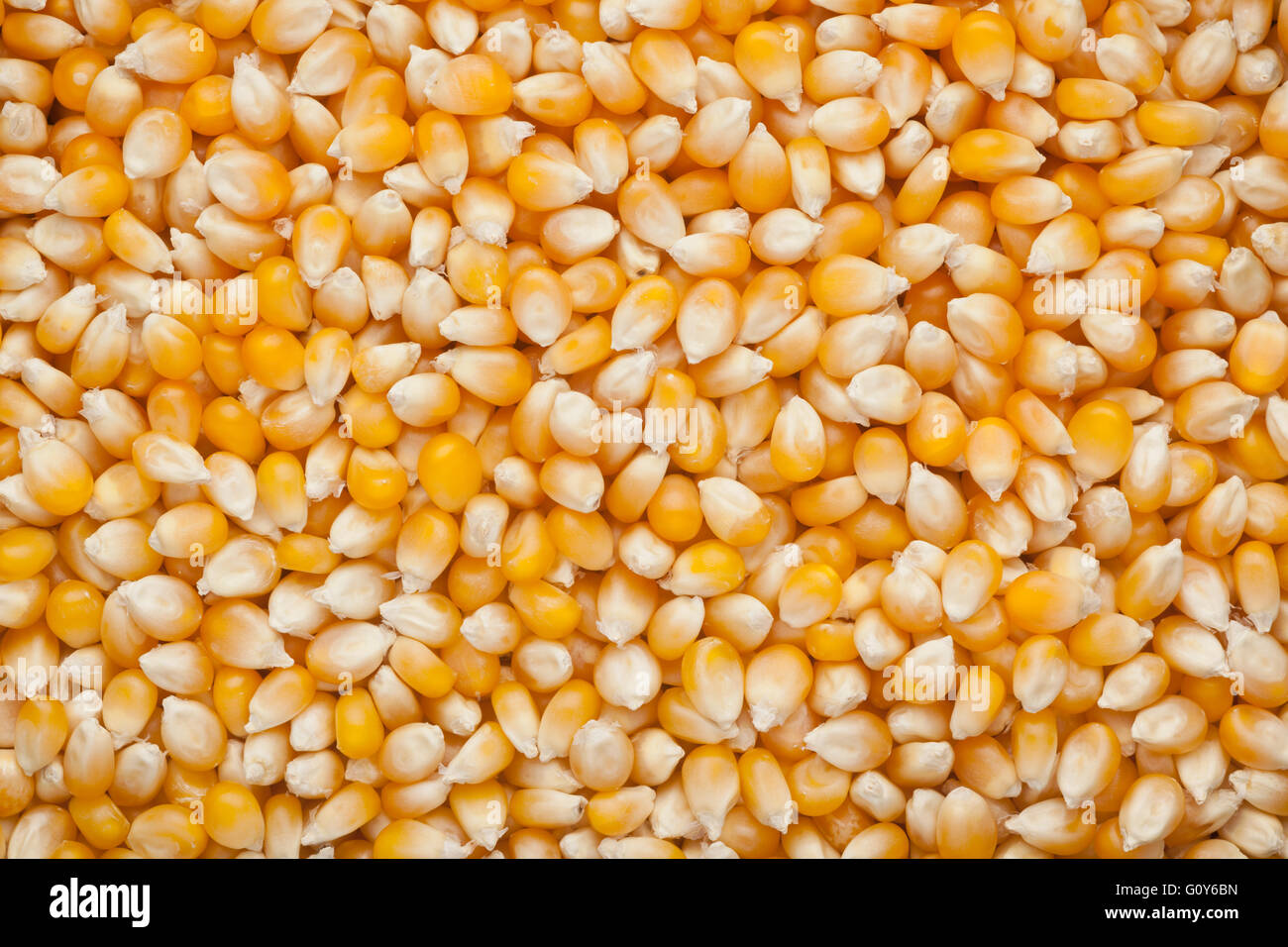 Primo piano di lotti di materie di chicchi di mais Foto Stock