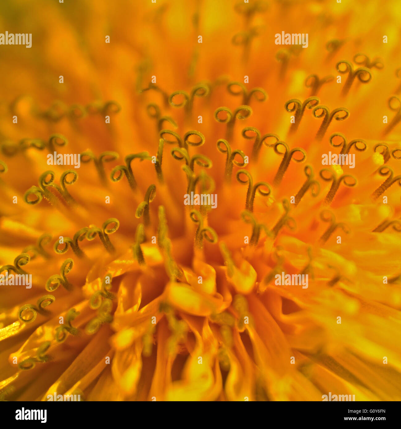 Macro di tarassaco (Taraxacum officinale) Foto Stock