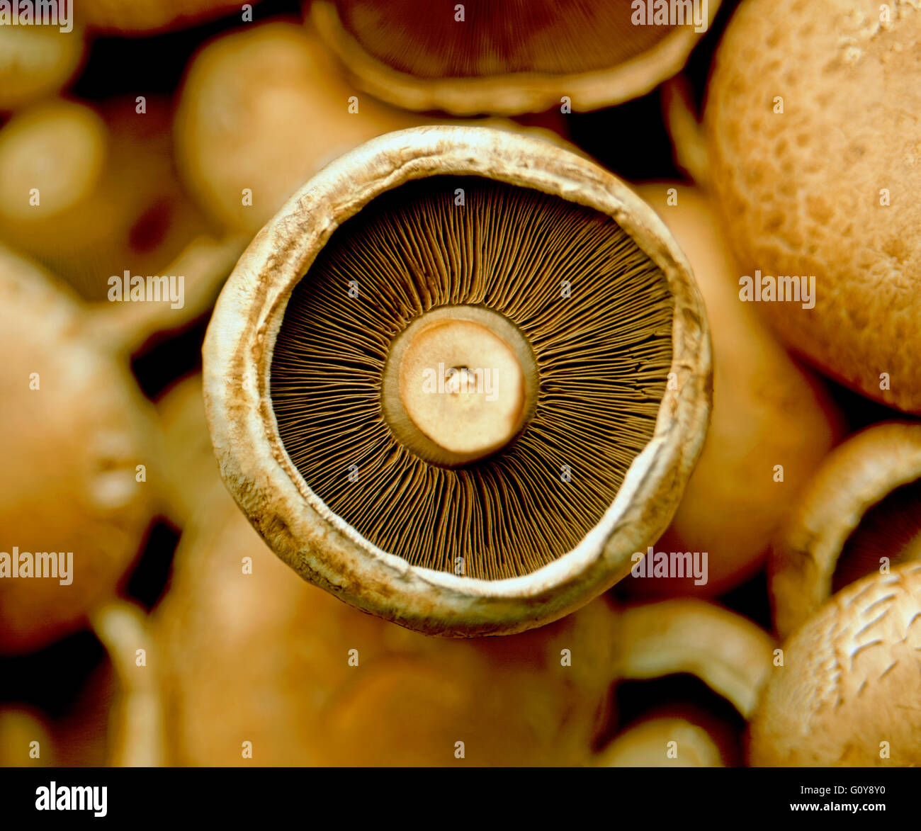 Fresco di funghi organico Foto Stock