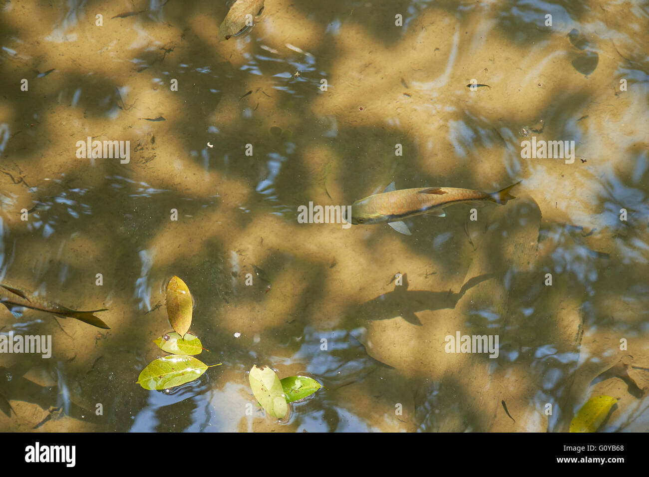 Pesce in acqua chiara della Thailandia Foto Stock