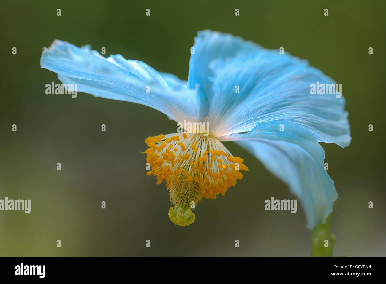 L'Himalayan blue papavero, Meconopsis, Meconopsis baileyi, la bellezza della natura, Bhutan fiore nazionale, Burna indigeni, Cina indigeni, Colore, contemporaneo, creativo, delicato, fiore, a fioritura primaverile, Frost hardy, crescendo, Meconopsis betonicifolia, Outdoor, perenne, pianta e stame, Tibet indigena tibetana di papavero blu, insolito, di piante di fiori selvatici, blu Foto Stock