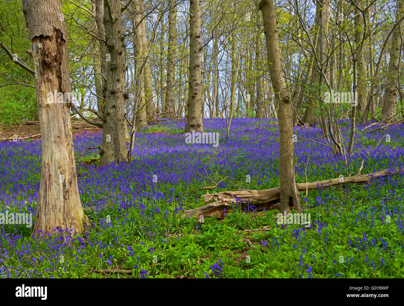 Bluebell boschi vicino Flatford, Essex, Inghilterra, Regno Unito Foto Stock