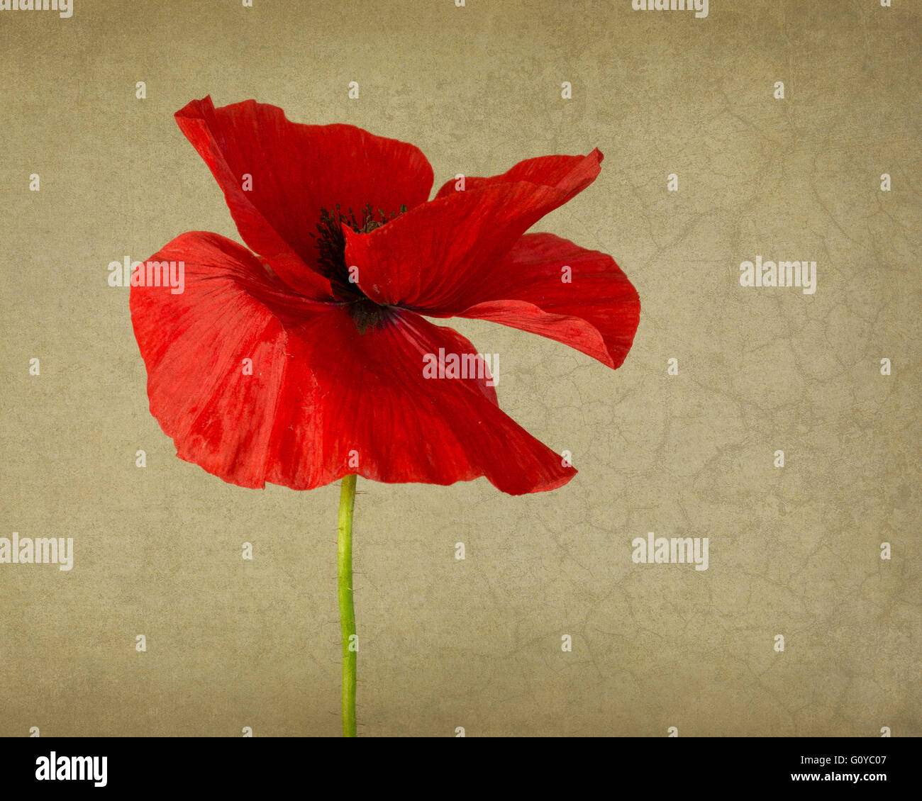 Semi di papavero, Papaver, Papaver rhoeas, annuale, la bellezza della natura, Belgio fiore nazionale, Colore, contemporanea di mais, semi di papavero, Garden Cottage impianto, creativo, tagliare, delicato, commestibili, campo papavero, Fiandre papavero, fiore, fioritura estiva, Frost hardy, erbe, usi medicinali, vegetali, Polonia fiore nazionale, papavero rosso, Studio di fiori selvatici, Rosso, Grigio, Foto Stock