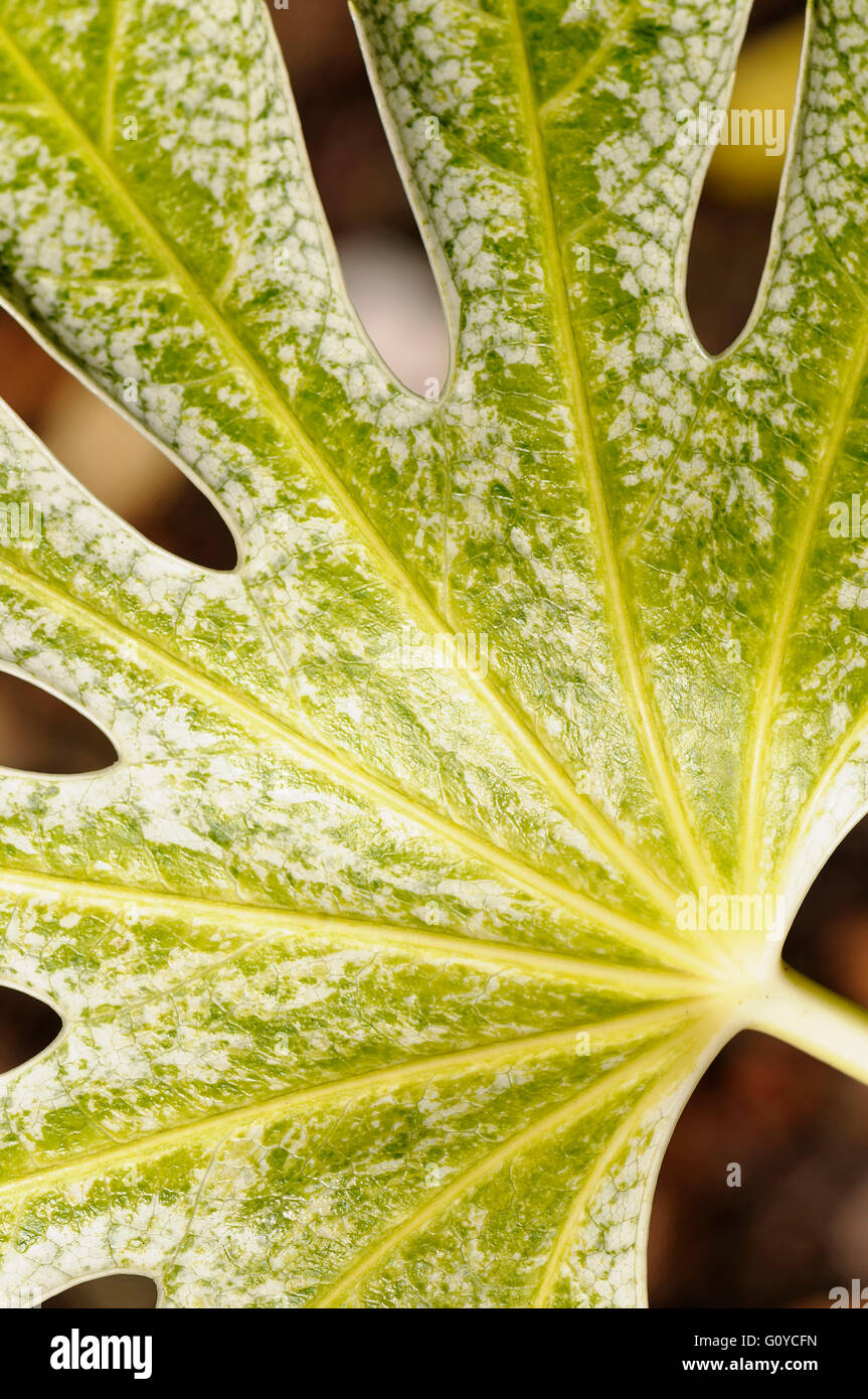 Fatsia, Fatsia japonica "ragno del web', Bellezza in natura, colore Evergreen, fioritura autunnale, fioritura invernale, fogliame, Frost hardy, molla la fruttificazione, inverno la fruttificazione, crescendo, Giappone indigeni, Aralia giapponese, Natura, Outdoor, pianta arbusto, Corea del Sud indigeno, punteggiate di Aralia giapponese, variegato, verde Foto Stock