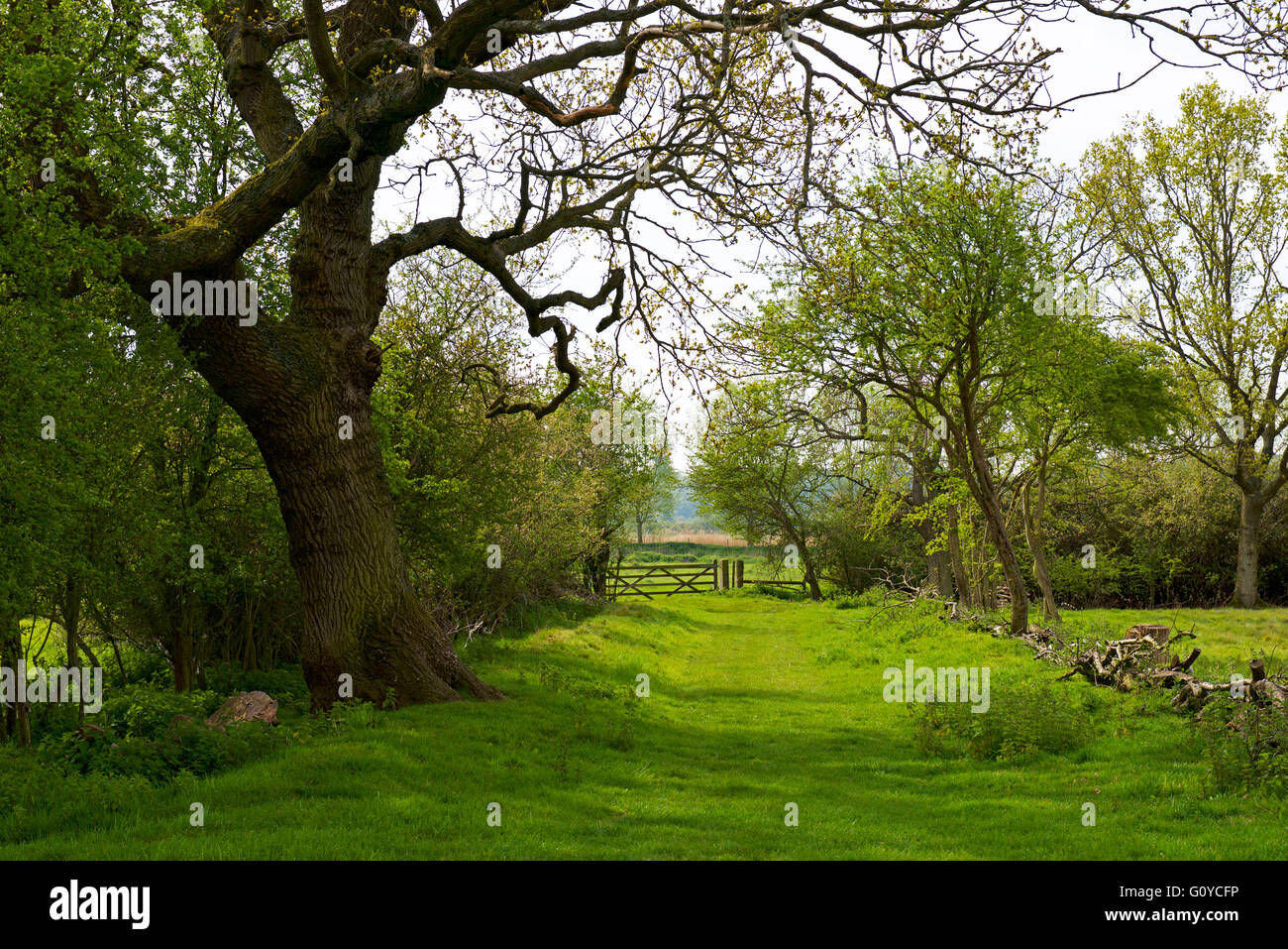 Vicolo del paese a Flatford, Dedham Vale, Essex, Inghilterra, Regno Unito Foto Stock