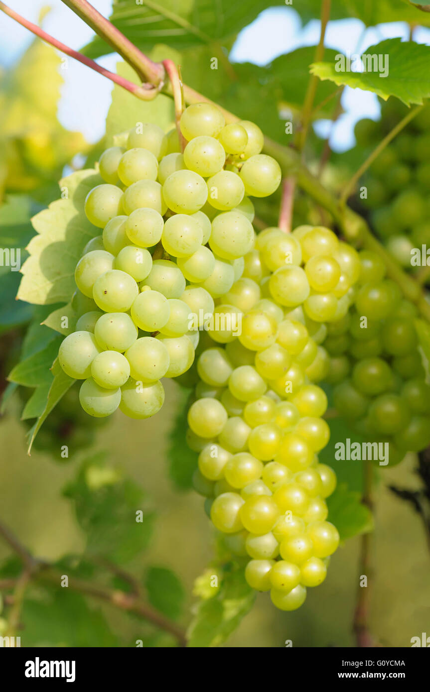 Vitigno, Vitis, Vitis 'Seyval blanc', la bellezza della natura, alpinista, Colore, creativo, colture, decidui, commestibile, fioritura estiva, Food & Drink freschi, Frost hardy, frutta, Autunno fruttificazione, Grapevine, crescendo, natura, all'aperto, perenne, impianti Seyve-Villard, impianto sostenibile, verde Foto Stock