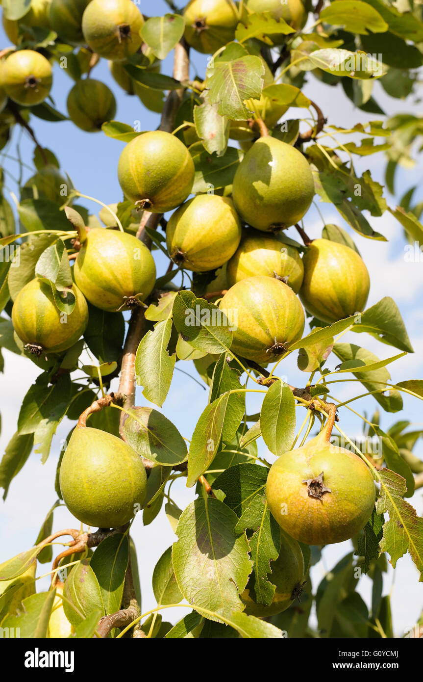 Humbug pera, Pyrus, Pyrus communis 'Humbug', Bellezza in natura, colore creativo, colture, decidui, Pasqua pera, commestibile, a fioritura primaverile, alimento & bevanda, cibo e bevande fresche, Frost hardy, frutta, Estate fruttificazione, crescendo, natura, all'aperto, impianto, Pysanka, albero, Ucraina indgenous, verde Foto Stock