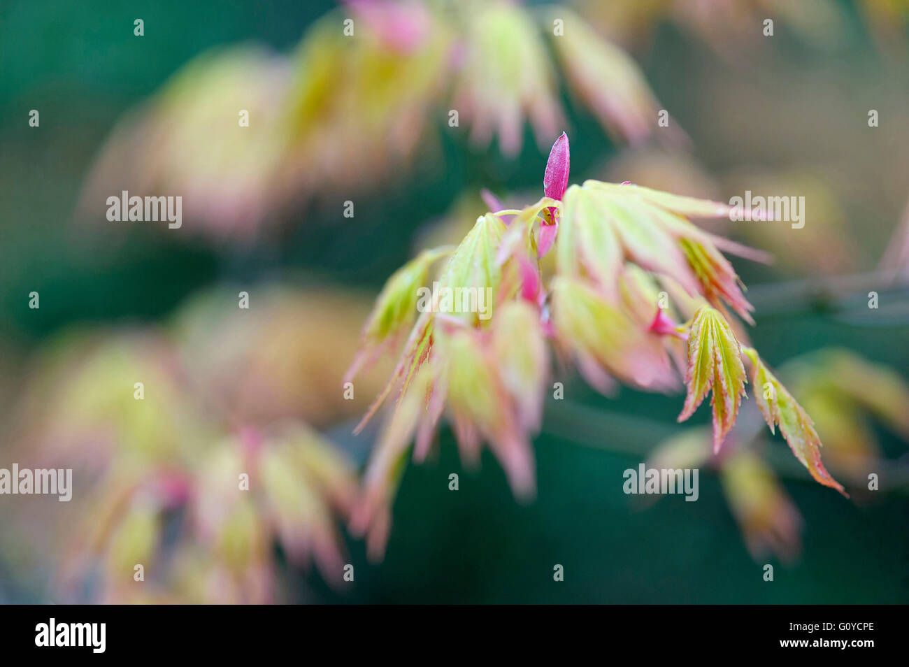 Maple, Acer Acer palmatum shindeshojo , bellezza in natura, colore deciduo, onirico fogliame, Frost hardy, crescendo, Outdoor, Impianti, albero, verde Foto Stock