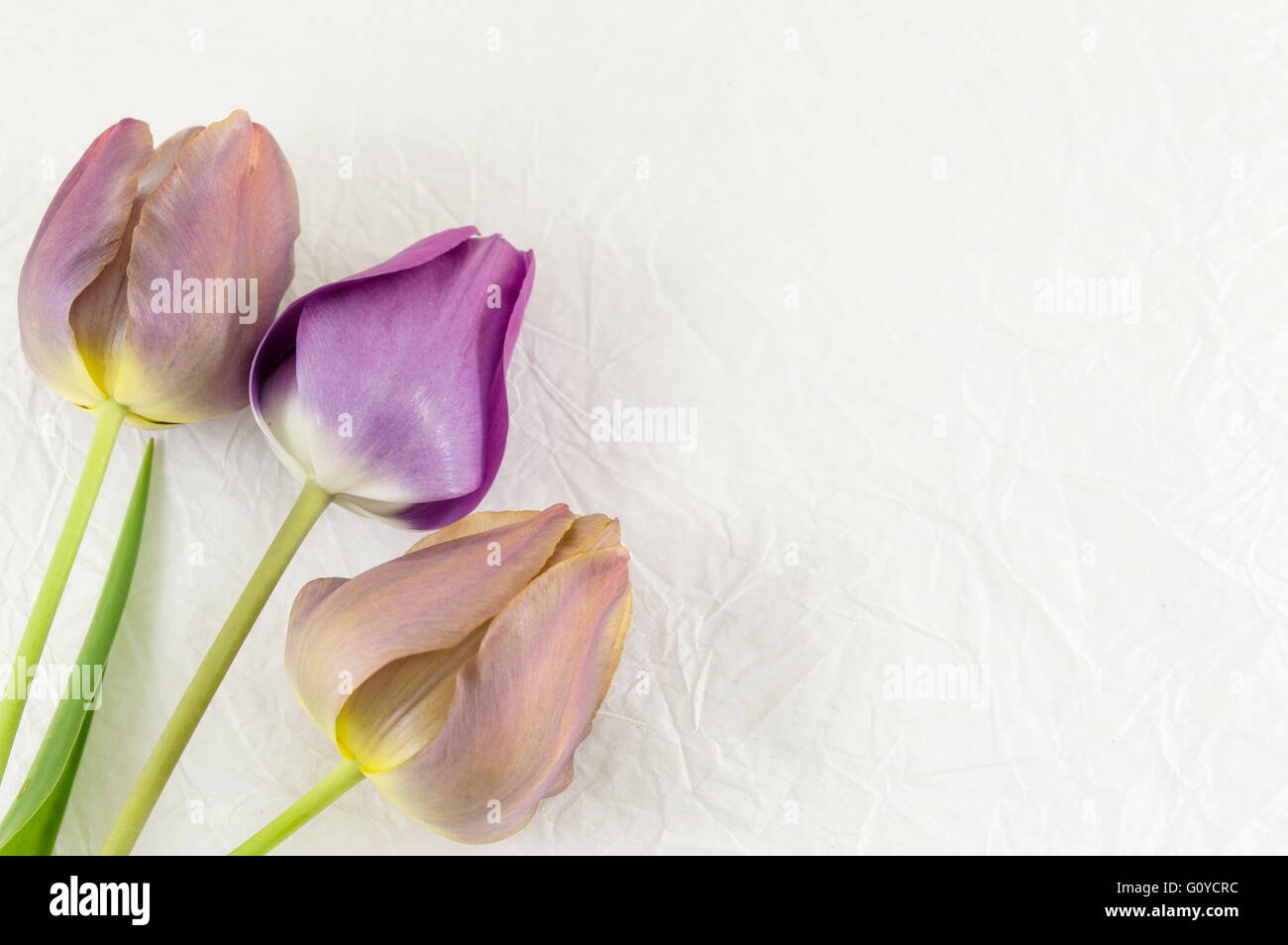 Tulipani viola bianco su sfondo tessili Foto Stock