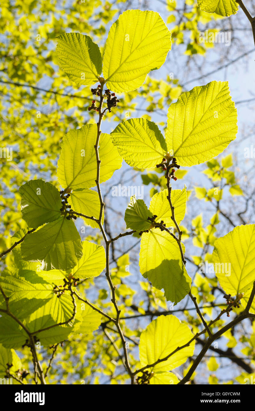 Amamelide, Hamamelis, Hamamelis mollis, la bellezza della natura, la Cina indigeni, Colore, decidui, fioritura invernale, fogliame, Frost hardy, crescendo, Outdoor, profumo, Piante, arbusti, piante insolite, verde Foto Stock
