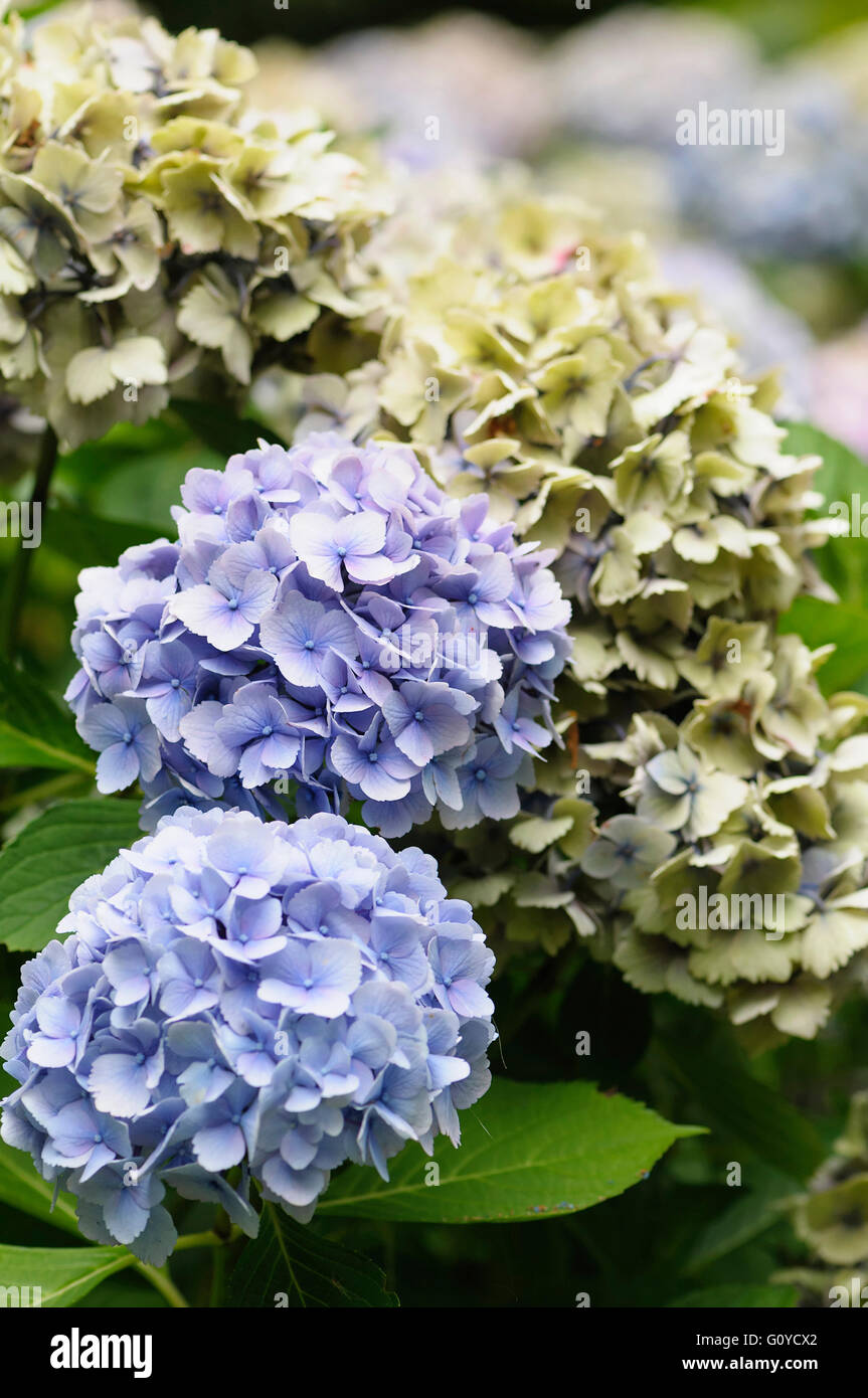 Hydrangea, Lacecap hydrangea, ortensie, Hydrangea macrophylla 'Ametista', Bellezza in natura, colore Garden Cottage impianto, decidui, fiore, fioritura estiva, Frost hardy, crescendo, Hydrangea macrophylla normalis, Pizzo cap Hydrangea, Outdoor, Piante, arbusti, Malva, Foto Stock