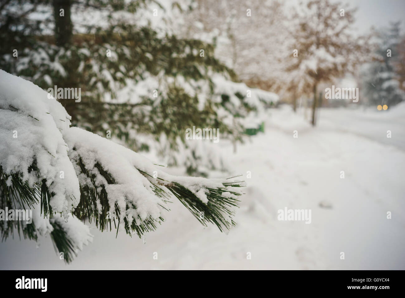 Prima neve pigne tree Natura inverno Foto Stock