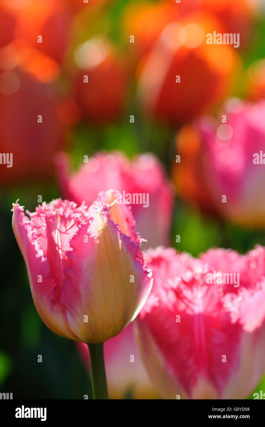 Tulip, Tulipa, Tulipa 'Auxerre', la bellezza della natura, la lampadina, Colore, fiore, a fioritura primaverile, Frost hardy, crescendo, Outdoor, Impianti, rosa, Foto Stock