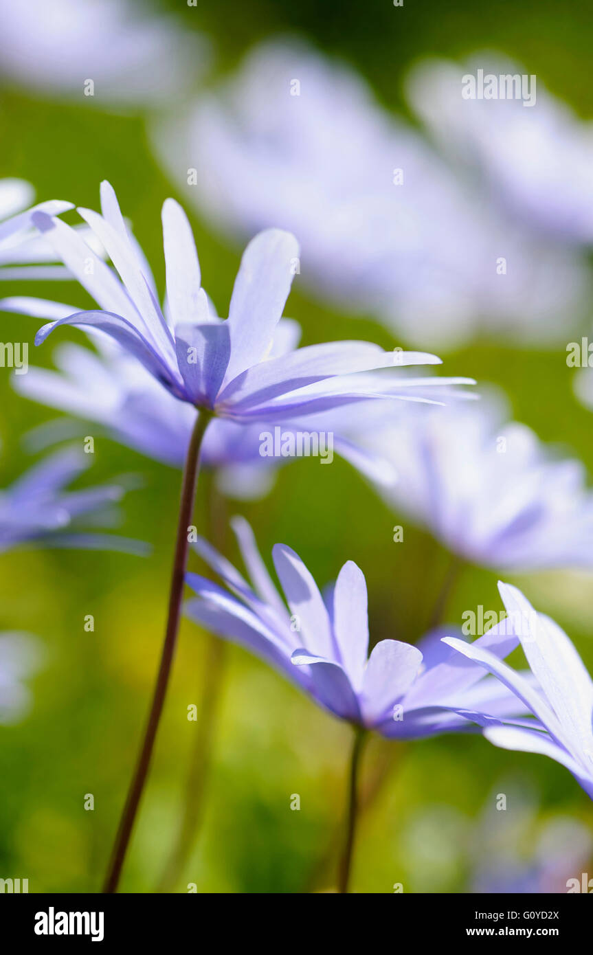 Anemone, Anemone blanda, la bellezza della natura, Blue Star, lampadina, Colore, Garden Cottage impianto, fiore, a fioritura primaverile, Frost hardy, crescendo, Outdoor, Impianti Sud Europa indigeni, tubero, fiori selvatici, Windflower, Malva, Foto Stock