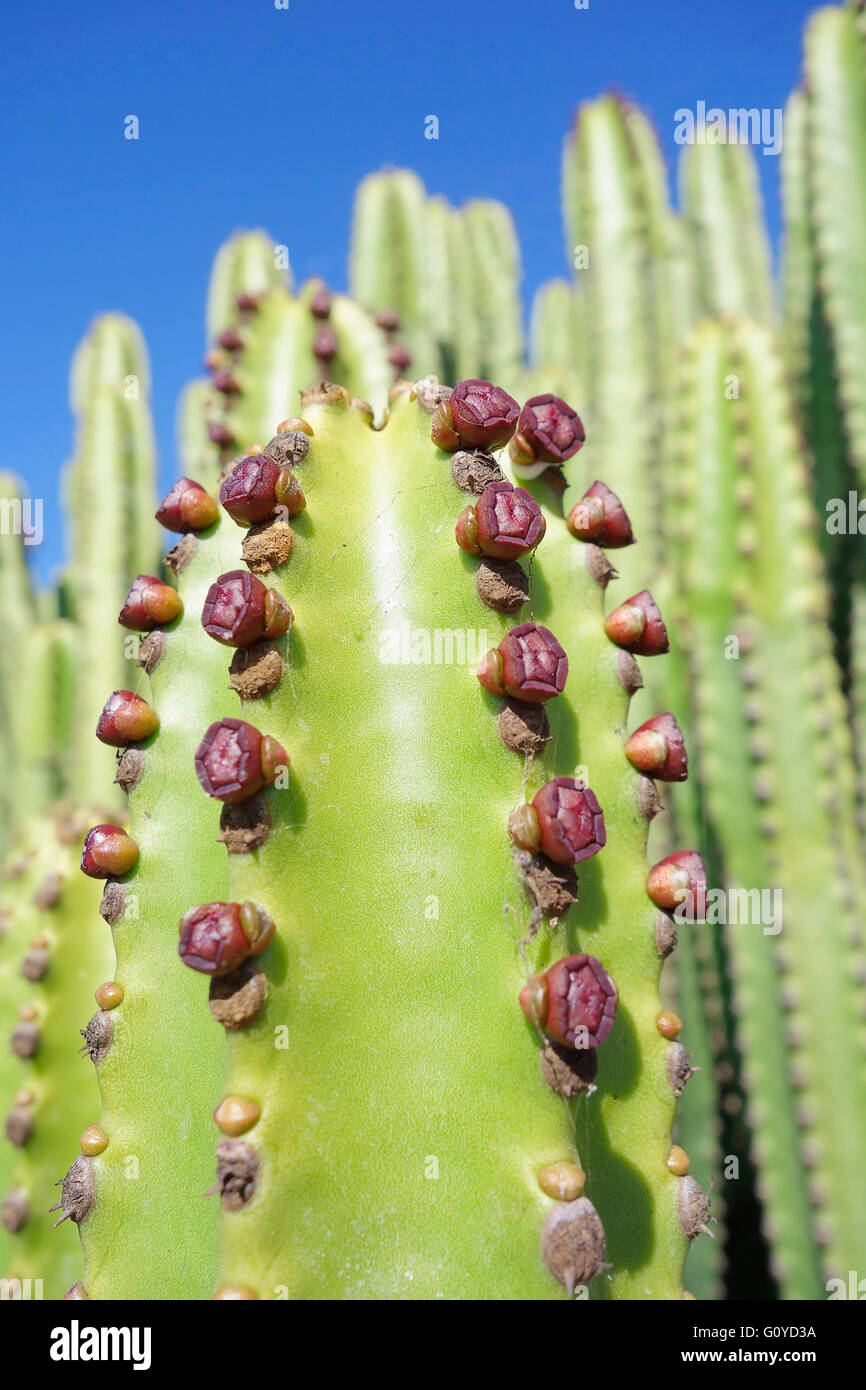 Candelabri tree, Euphorbia, Euphorbia candelabro, Bellezza in natura, cactus, Colore, creativo, impianto di deserto, Evergreen, fioritura estiva, gara di brina, la coltivazione outdoor, perenne, Impianti, Sud Africa, indigeni pungenti, succulenti, albero, pianta selvatica, verde, blu Foto Stock