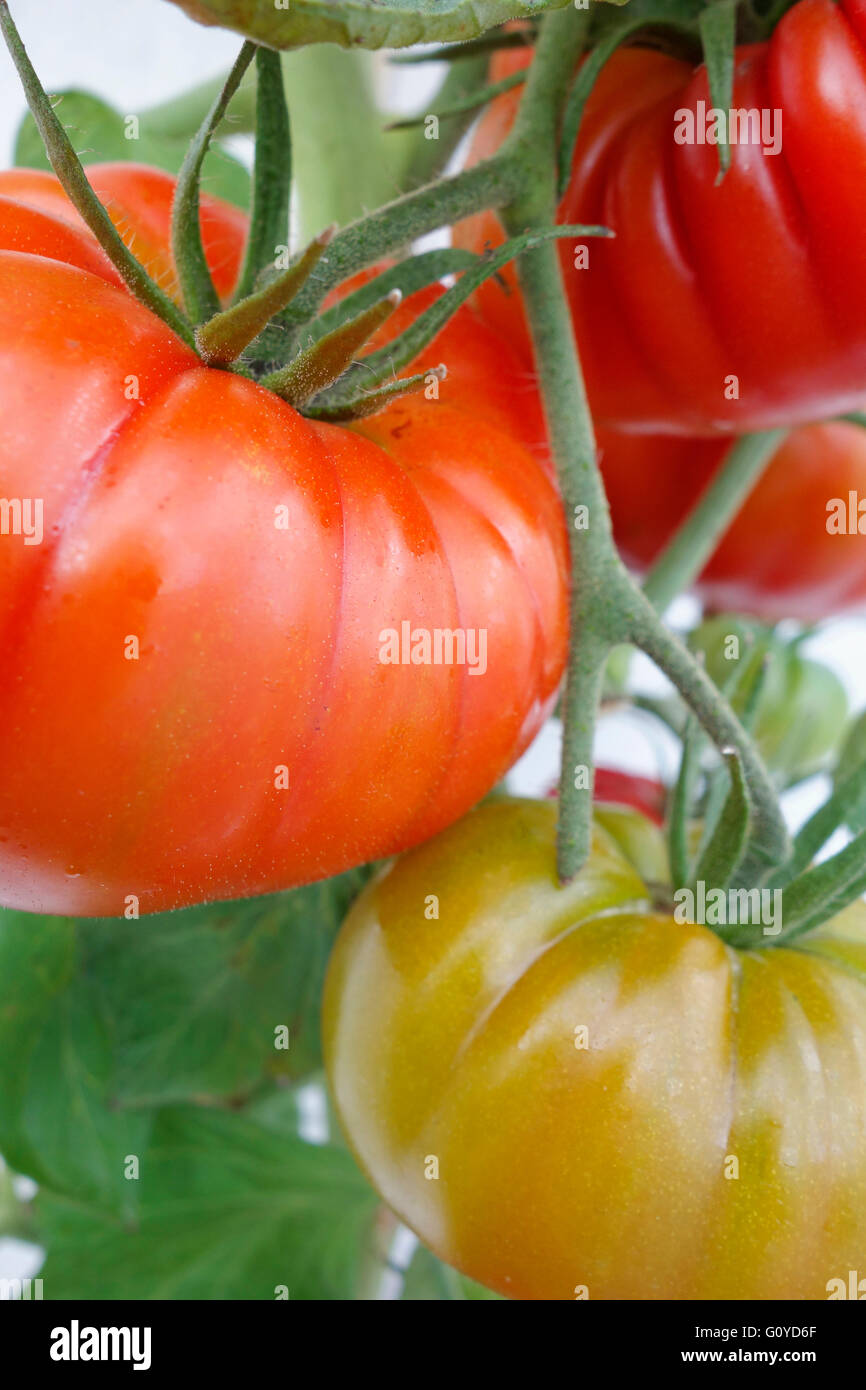 Pomodoro, Lycopersicon, Lycopersicon esculentum 'Belriccio', annuale, la bellezza della natura, colore, colture, commestibile, fioritura estiva, alimento & bevanda, cibo e bevande fresche, Frost tenera, frutta, crescendo, all'aperto, impianto, Super, vegetali, rosso Foto Stock