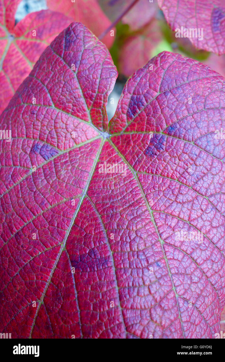Vite, Vitis, Vitis coignetiae, la bellezza della natura, alpinista, colore rosso cremisi vite gloria, boschi di latifoglie, commestibili, fioritura estiva, fogliame, Frost hardy, frutta, Autunno fruttificazione, crescendo, Giappone indigeni, Corea indigeni, all'aperto, perenne, vegetali, sostenibile, piante di fiori selvatici, Viola Foto Stock