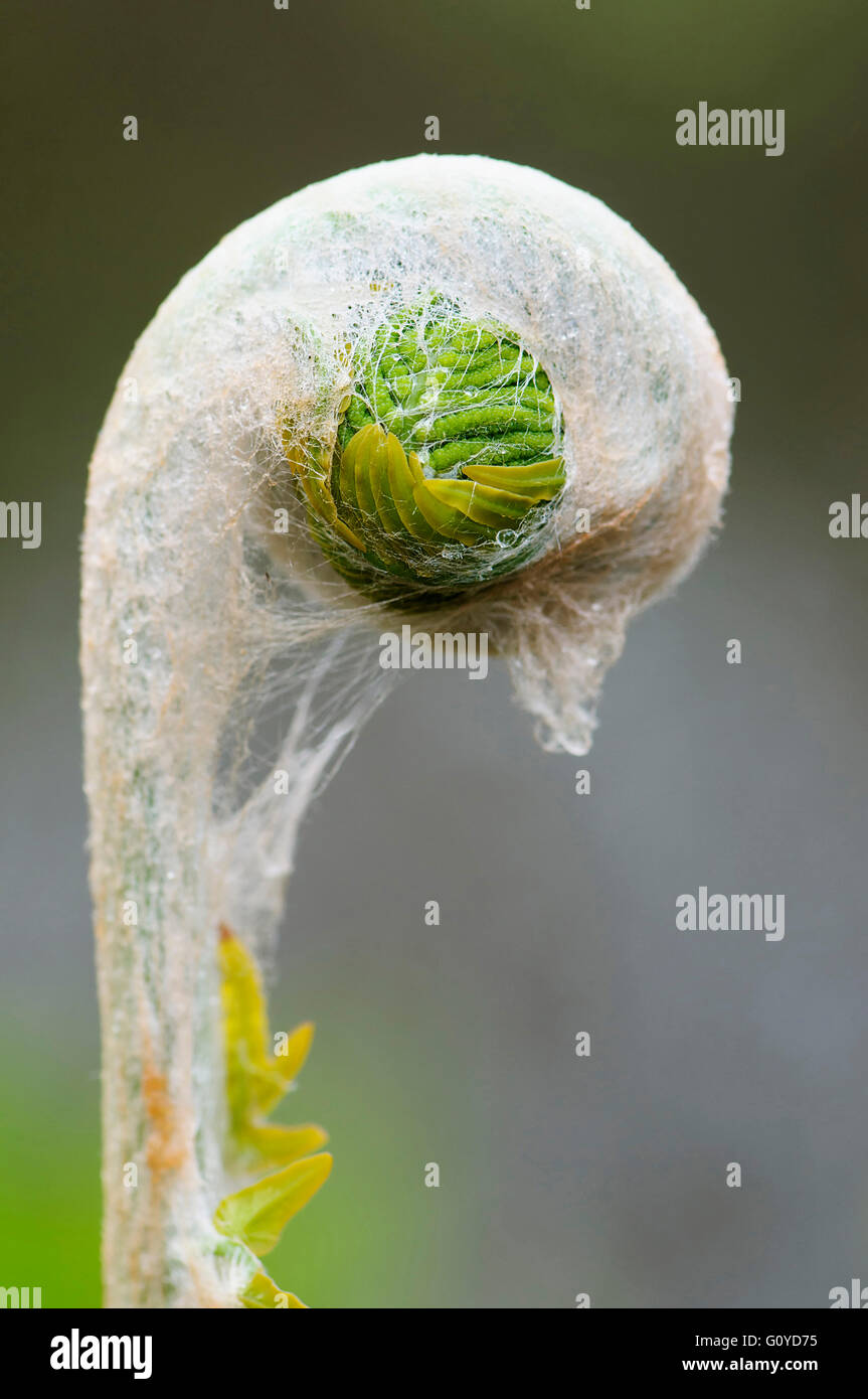 , Felce Osmunda, Osmunda regalis, Africa indigeni, Asia indigeni, Bellezza in natura, impianto di torbiera, Colore, creativo, boschi di latifoglie, emergenti, Europa indigeni, fioritura felce, Frost hardy, crescendo, all'aperto, perenne, Impianti, Royal Fern, distendere, dispiegarsi, pianta selvatica, verde Foto Stock