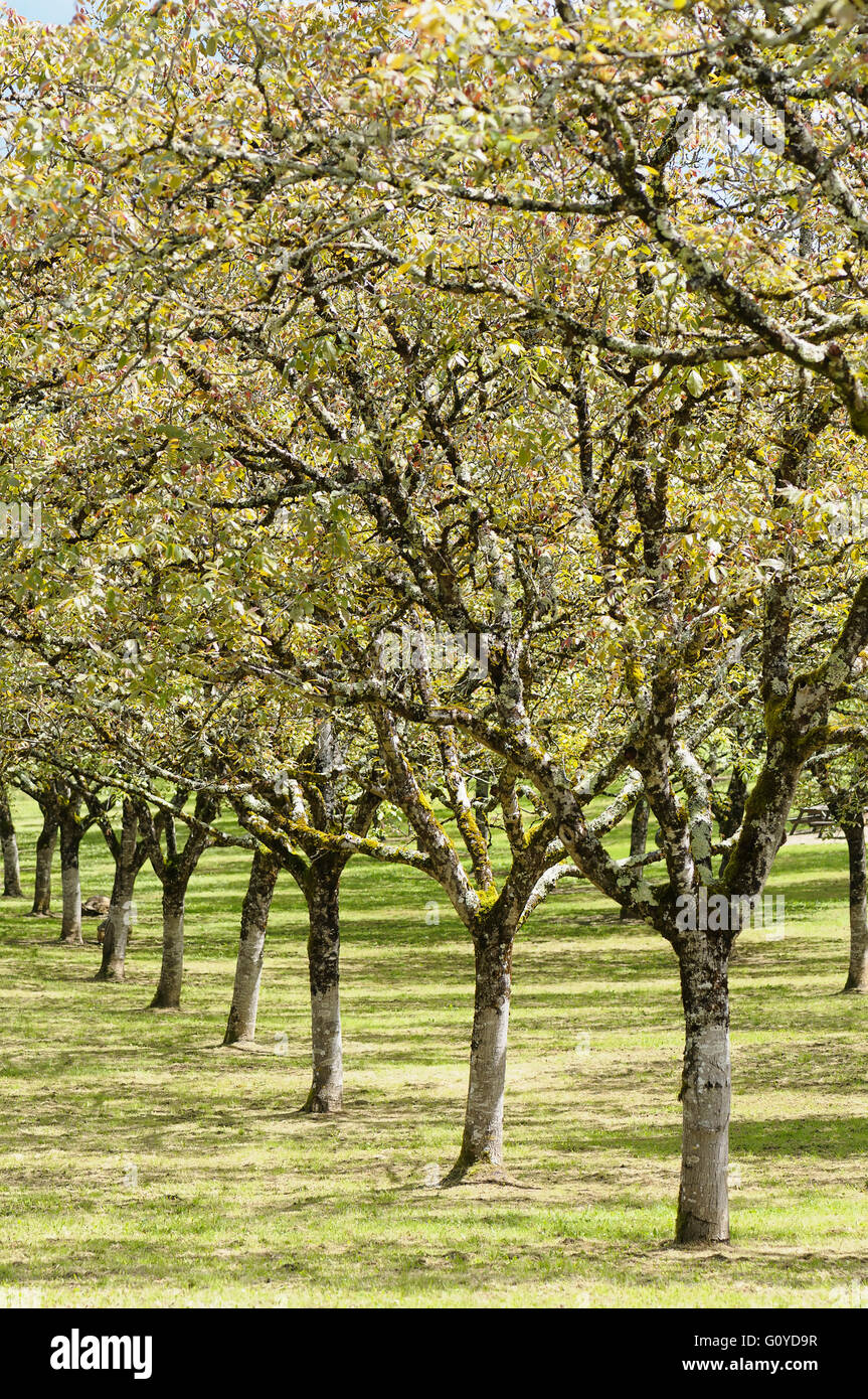 Noce, Juglans, Juglans regia, fiore di Bach remedy, Bellezza in natura, colore noce comune, boschi di latifoglie, commestibili, inglese noce, a fioritura primaverile, fogliame, Frost hardy, la coltivazione di erbe medicinali, usi, all'aperto, Noce persiano, Impianti Sud Est Europa indigeni, Super, albero, selvaggio fiore, , Foto Stock