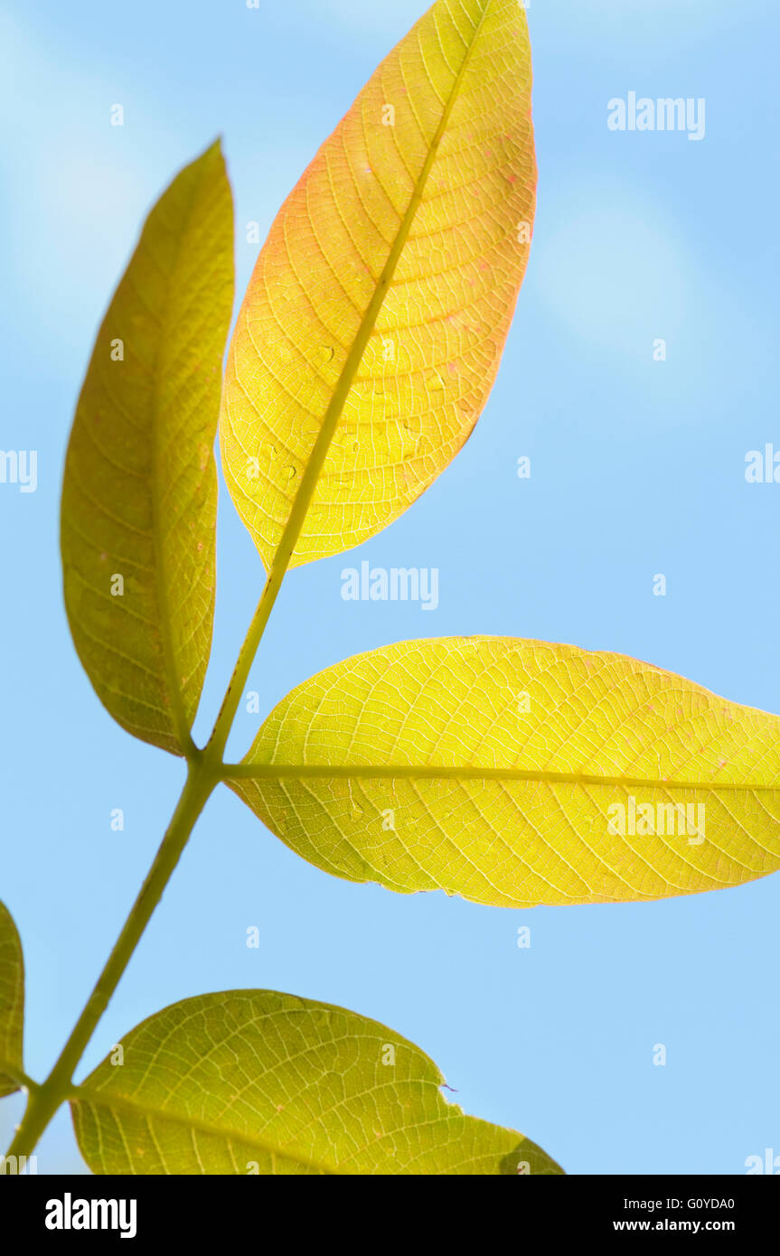 Noce, Juglans, Juglans regia, fiore di Bach remedy, Bellezza in natura, colore noce comune, boschi di latifoglie, commestibili, inglese noce, a fioritura primaverile, fogliame, Frost hardy, la coltivazione di erbe medicinali, usi, all'aperto, Noce persiano, Impianti Sud Est Europa indigeni, Super, albero, selvaggio fiore, verde, giallo Foto Stock