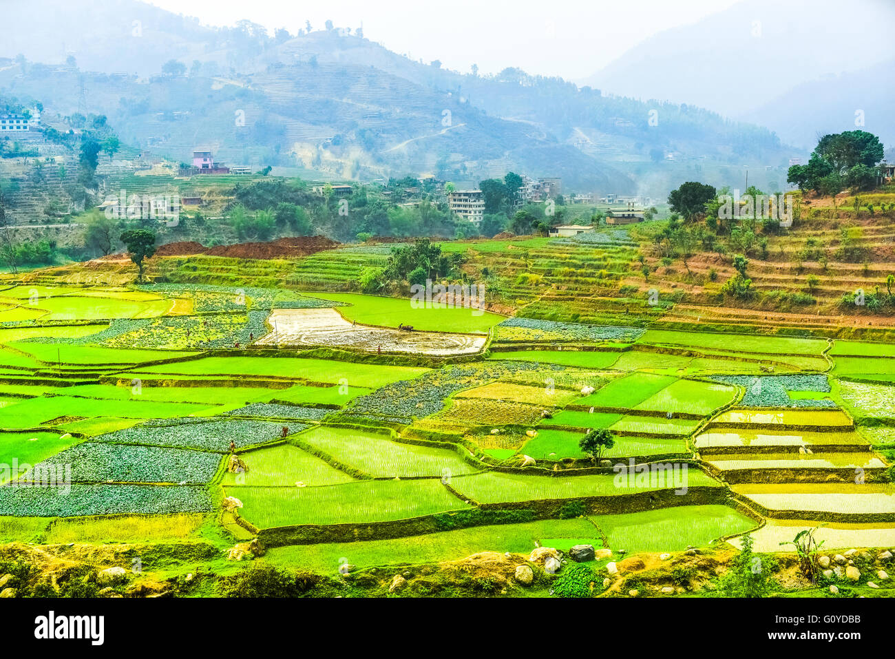 Terrazzamenti agricoli in Gorkha, Nepal. Foto Stock