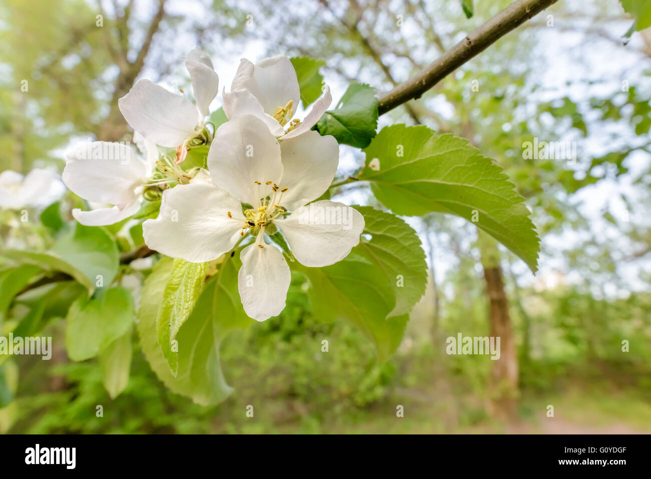 Macro di un unico bianco fiore apple illuminato dal caldo sole primaverile al mattino. Lo sfondo è al di fuori della messa a fuoco. Foto Stock