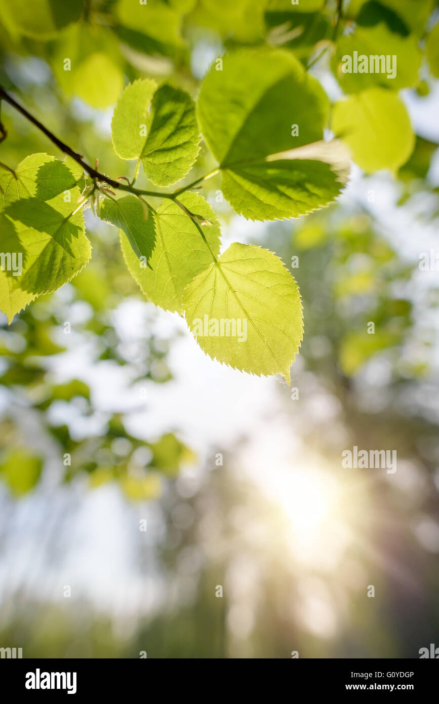 Retroilluminato verde trasparente delle foglie di tilia cordata , chiamato anche piccole lasciava in calce. Le vene appaiono sotto la molla morbida sunlig Foto Stock