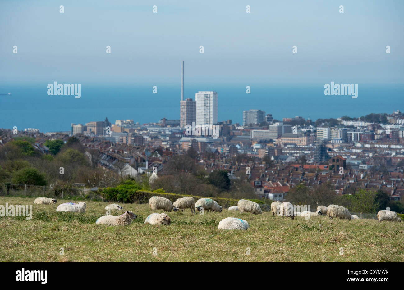 Brighton Regno Unito 6 Maggio 2016 - pecore godere il caldo sole primaverile con alcune delle migliori vedute di Brighton si affaccia sulla città dal basso dell'inquilino dove saranno il pascolo fino alla fine di maggio come parte del Consiglio bestiame del piano di azione per favorire la fauna selvatica all'area Credito: Simon Dack/Alamy Live News Foto Stock