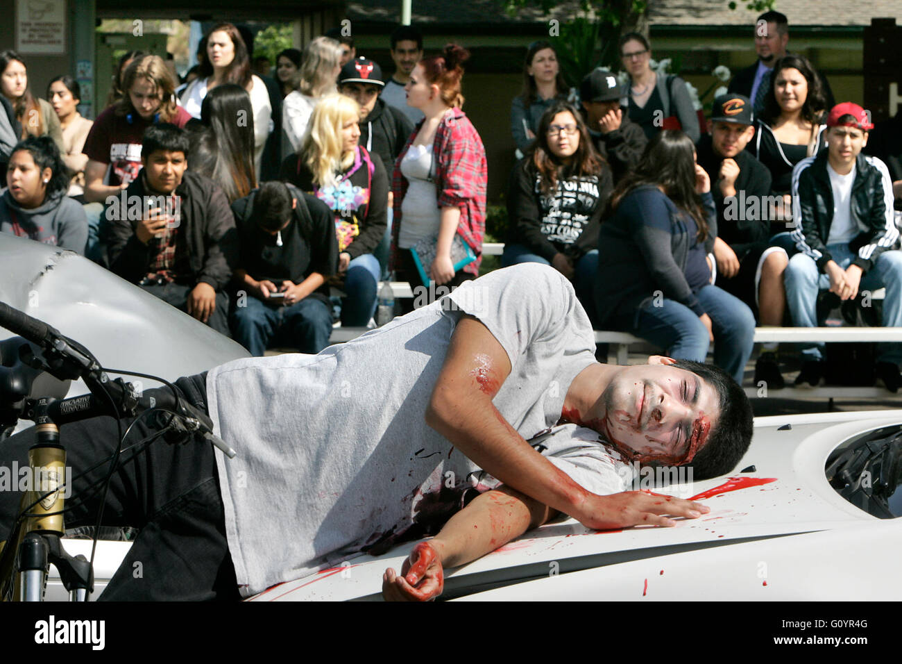 Aprile 26, 2016 - Napa Valley, CA, Stati Uniti - Quercia Valle di alta scuola gli studenti osservano come simulazione di incidente ''vittima'' Richard De La Cruz si trova sul cofano di una delle vetture coinvolte nella dimostrazione. Nella simulazione, De La Cruz è stato colpito mentre in sella ad una bicicletta in ogni quindici minuti evento su Martedì mattina. Lo scopo della manifestazione è di mostrare le conseguenze della guida in stato di ubriachezza. (Credito Immagine: © Napa Valley registrarsi attraverso il filo di ZUMA) Foto Stock