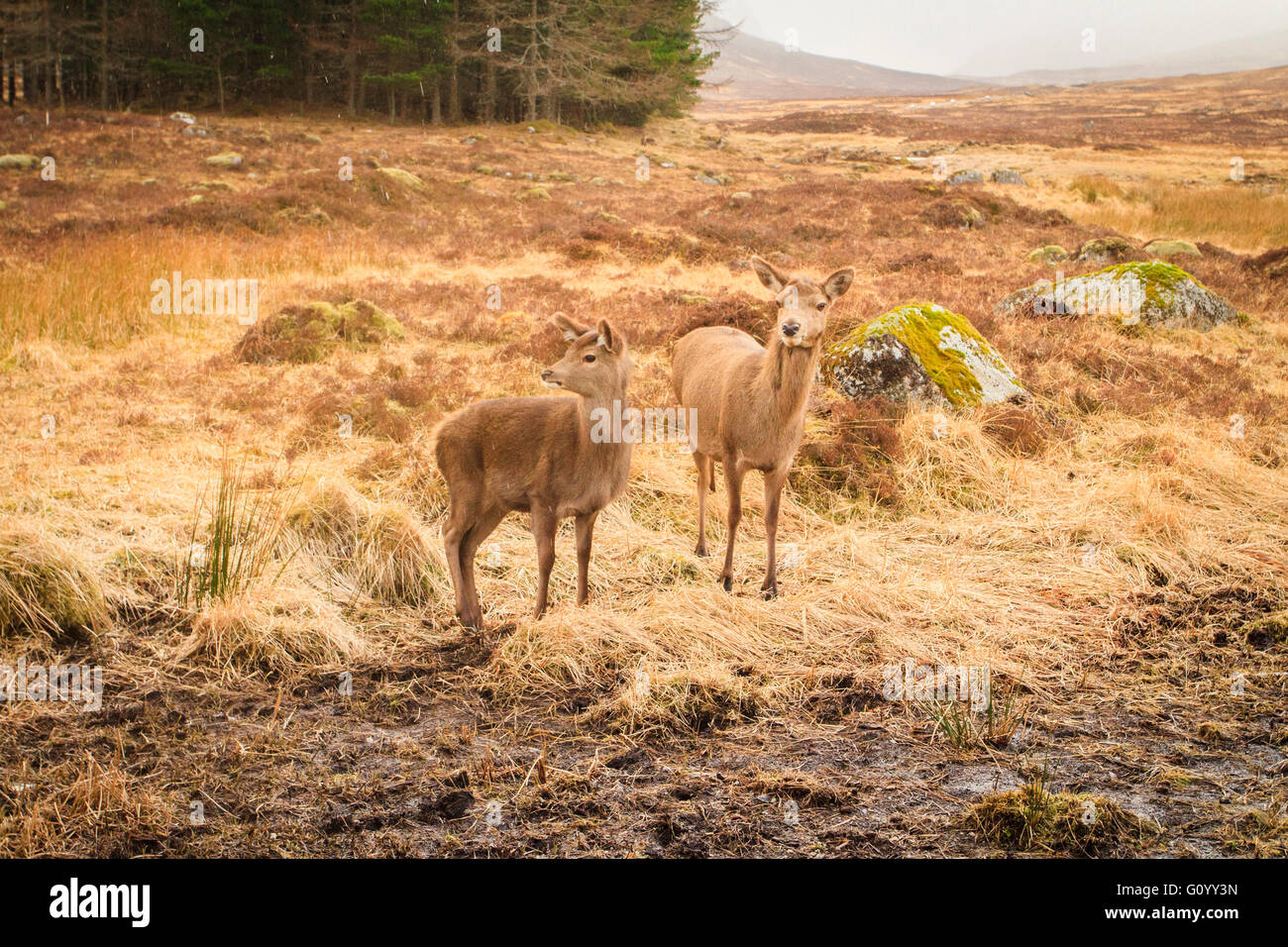 Due highland cari vicino a Glencoe Montagne in Scozia durante le fredde giornate invernali Foto Stock