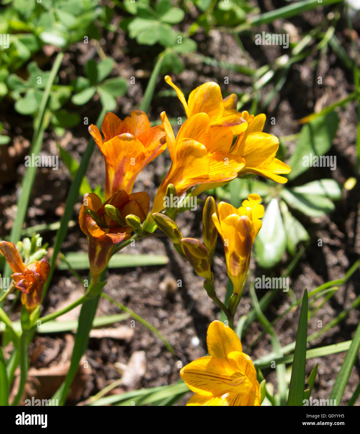 Profondo giallo , Panna e bruno arancio doppio tubolare di blumi di fresia Iridaceae specie in fiore in primavera sono profumati. Foto Stock