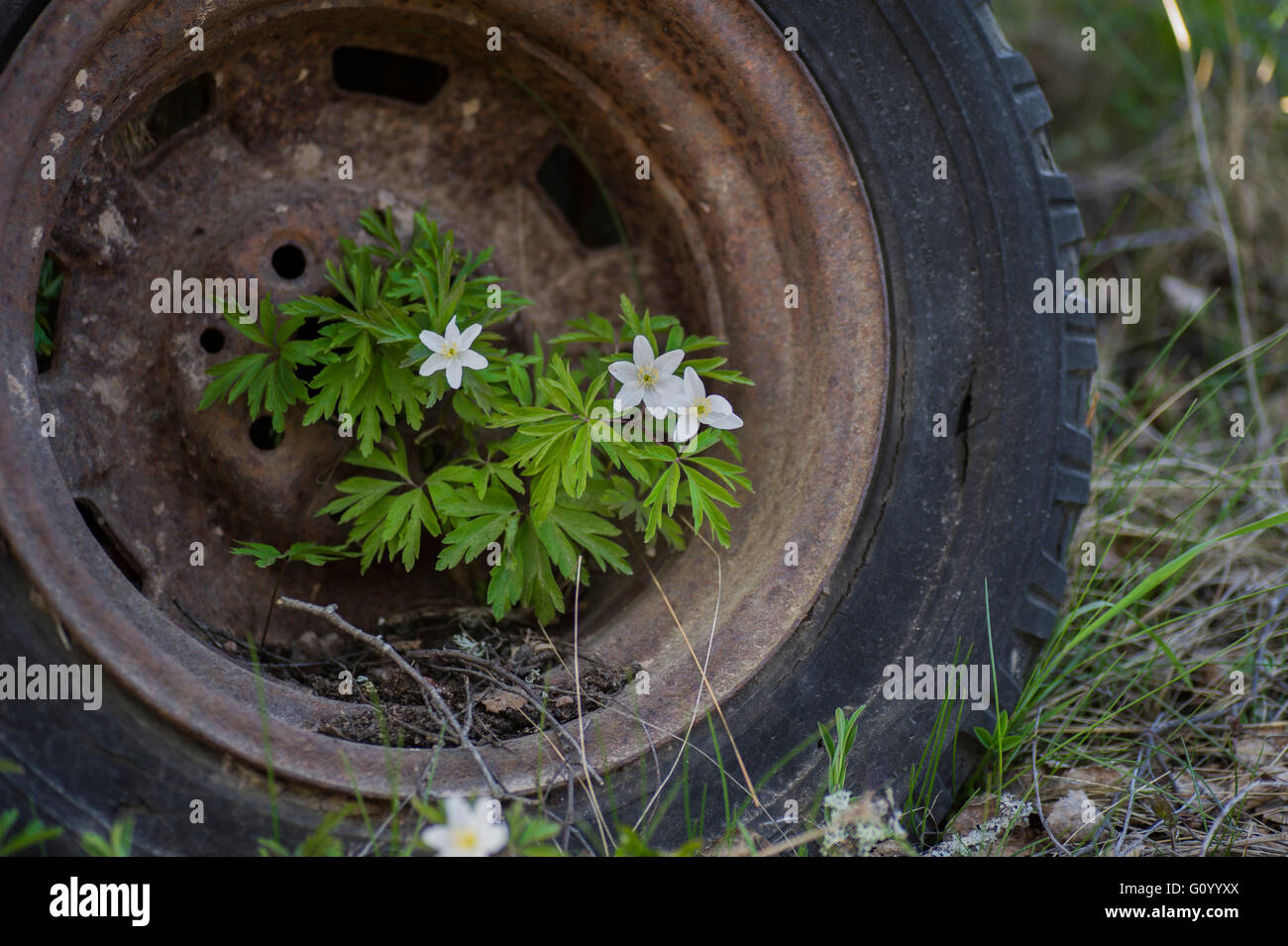 Anemoni crescono in un vecchio arrugginito pneumatico auto. Foto Stock