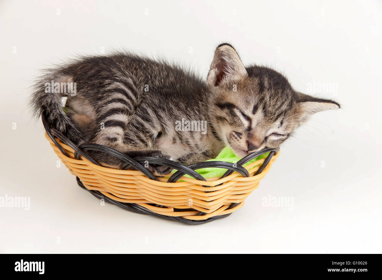 Grigio tabby kitten dormire in un piccolo cesto su sfondo bianco Foto Stock