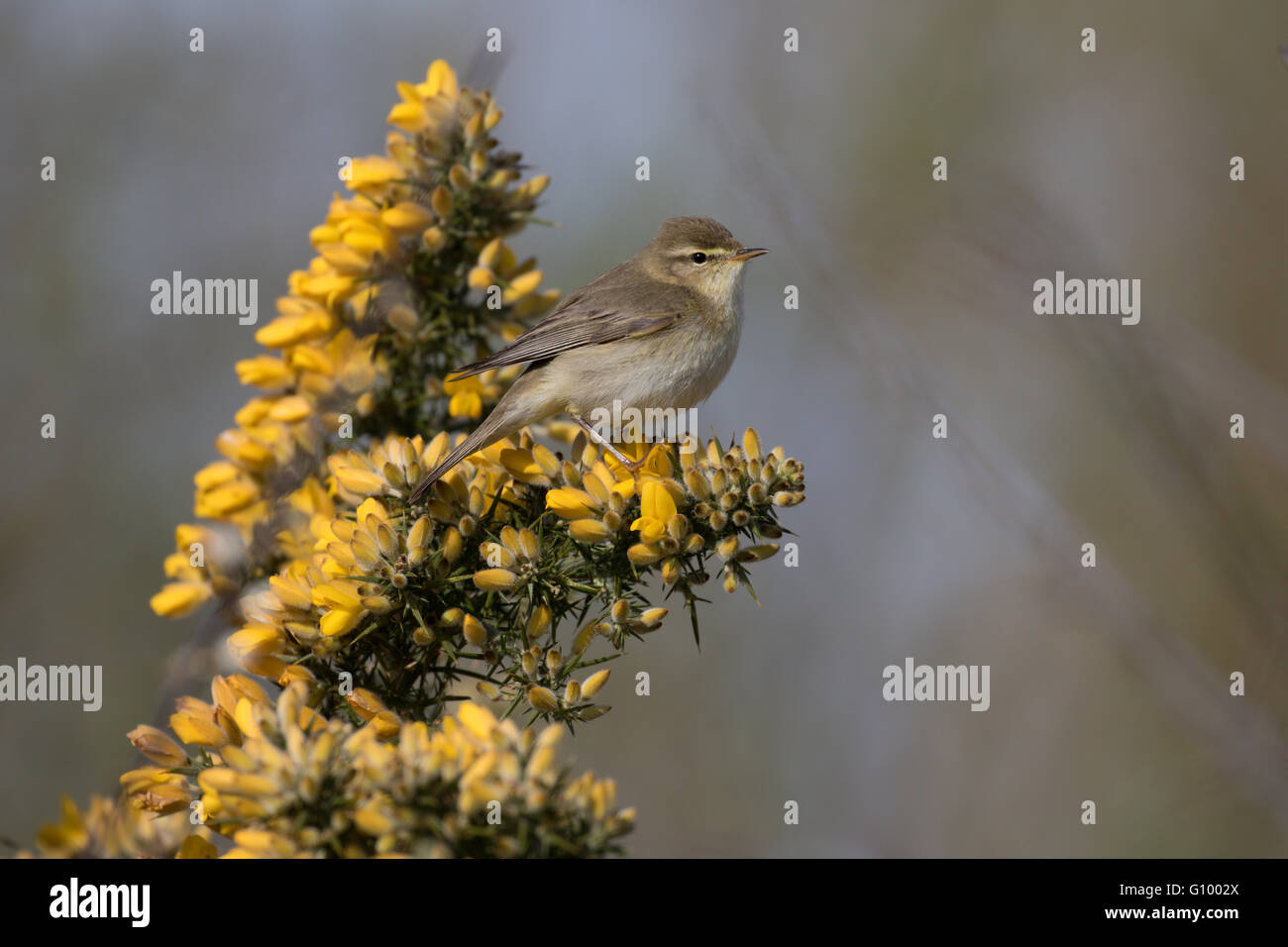 Wilow Trillo su gorse bush Foto Stock