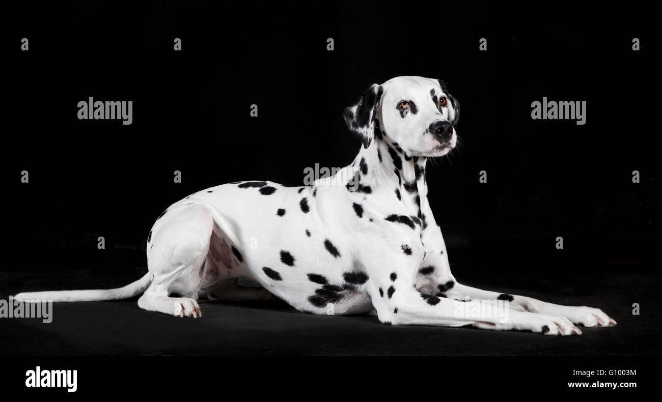 Un reclinabili cane dalmata di fronte a uno sfondo nero Foto Stock