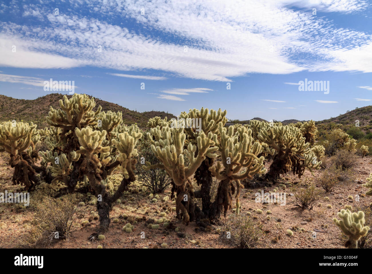 Teddy Bear Cholla cactus campo nell'Arizona deserto Sonoran Foto Stock