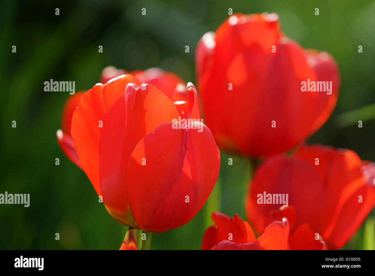 I tulipani in sole di primavera Foto Stock