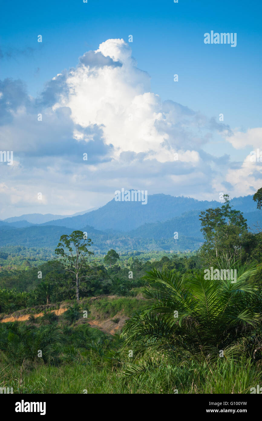 Vista della giungla secondaria (Foresta pluviale) e le piantagioni di palma da olio attraverso Sabah, Malesia Borneo Foto Stock