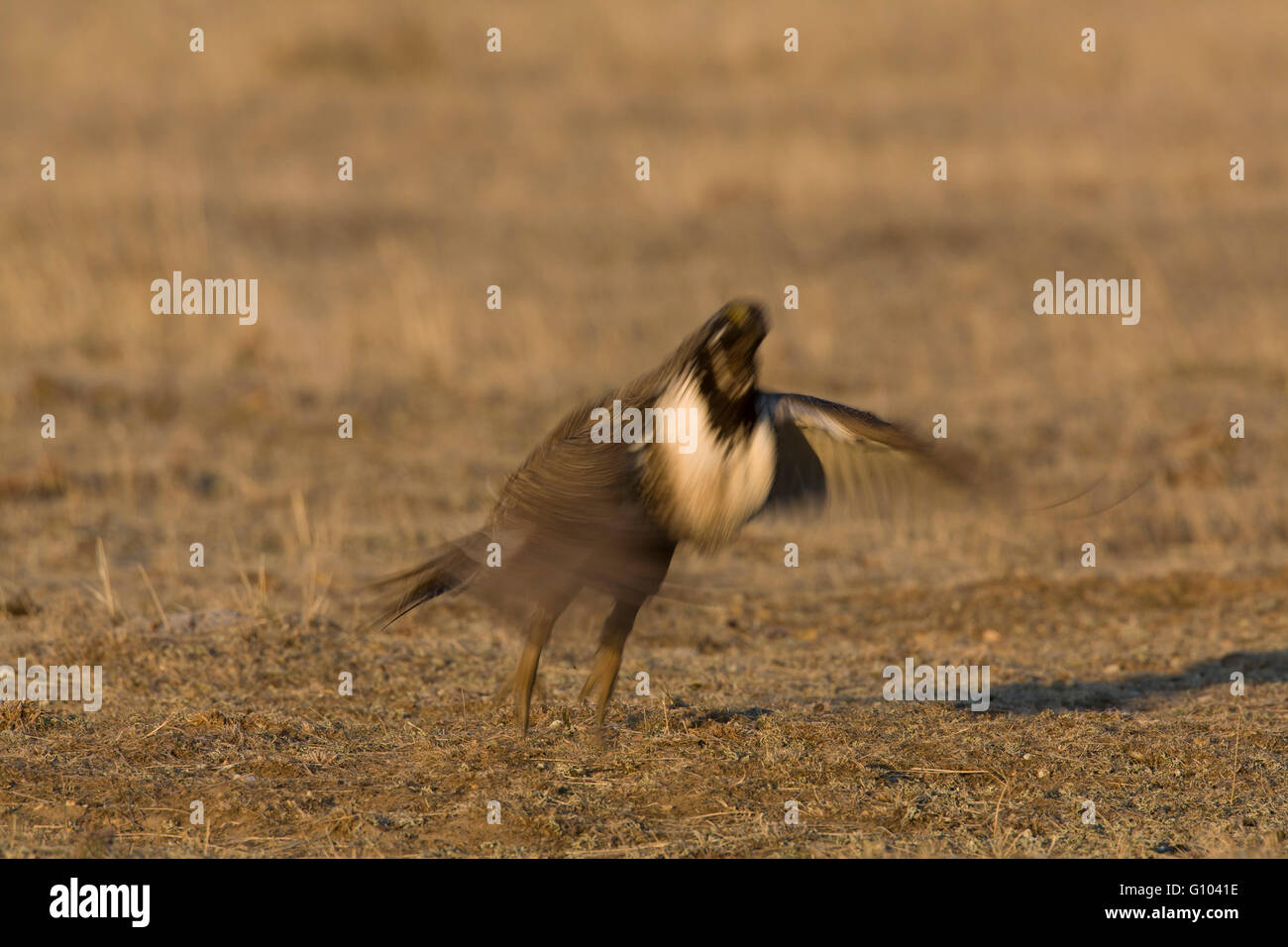 Sto outta here. Un maschio maggiore sage grouse (Centrocercus urophasianus) salta in aria dal lek. Foto Stock