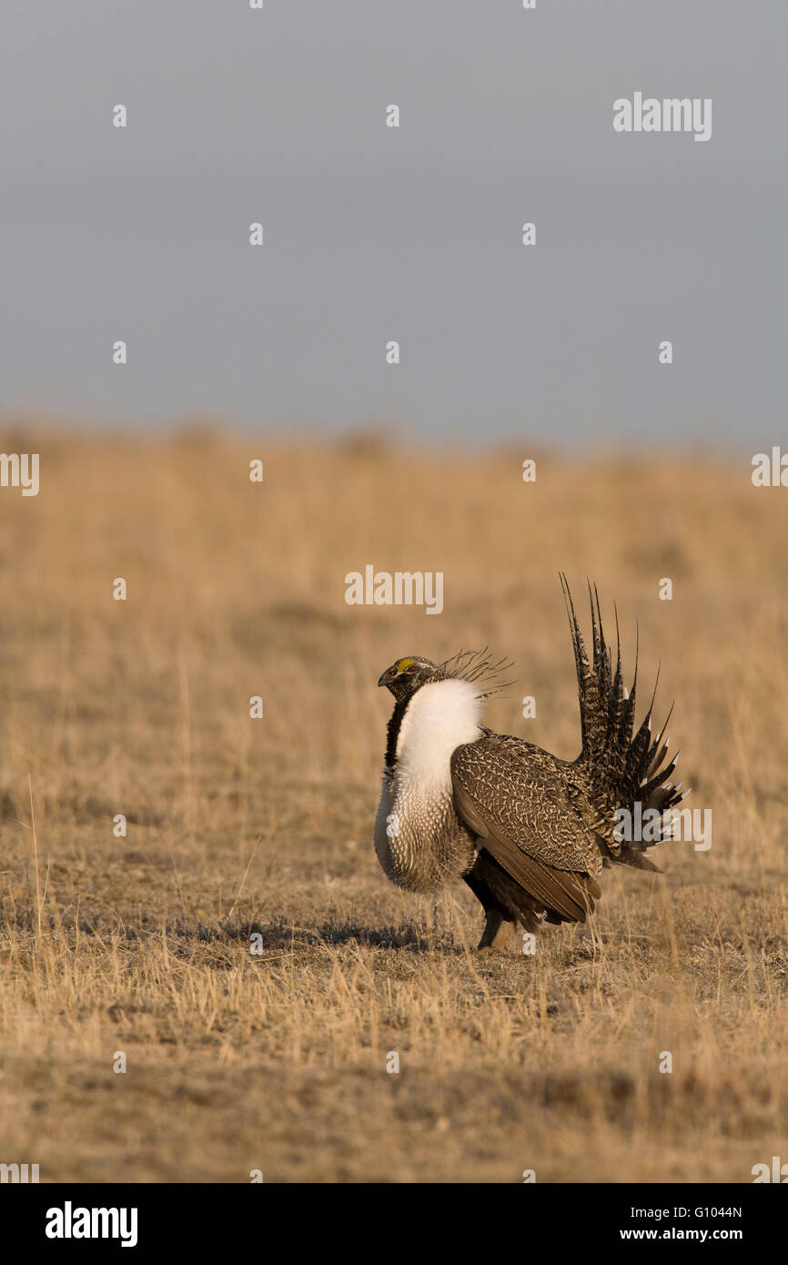 Gola gonfiato sacs, diffondere la coda e le ali sollevate saldamente contro il corpo sono tutte parti di maggiore sage grouse lek visualizza. Foto Stock