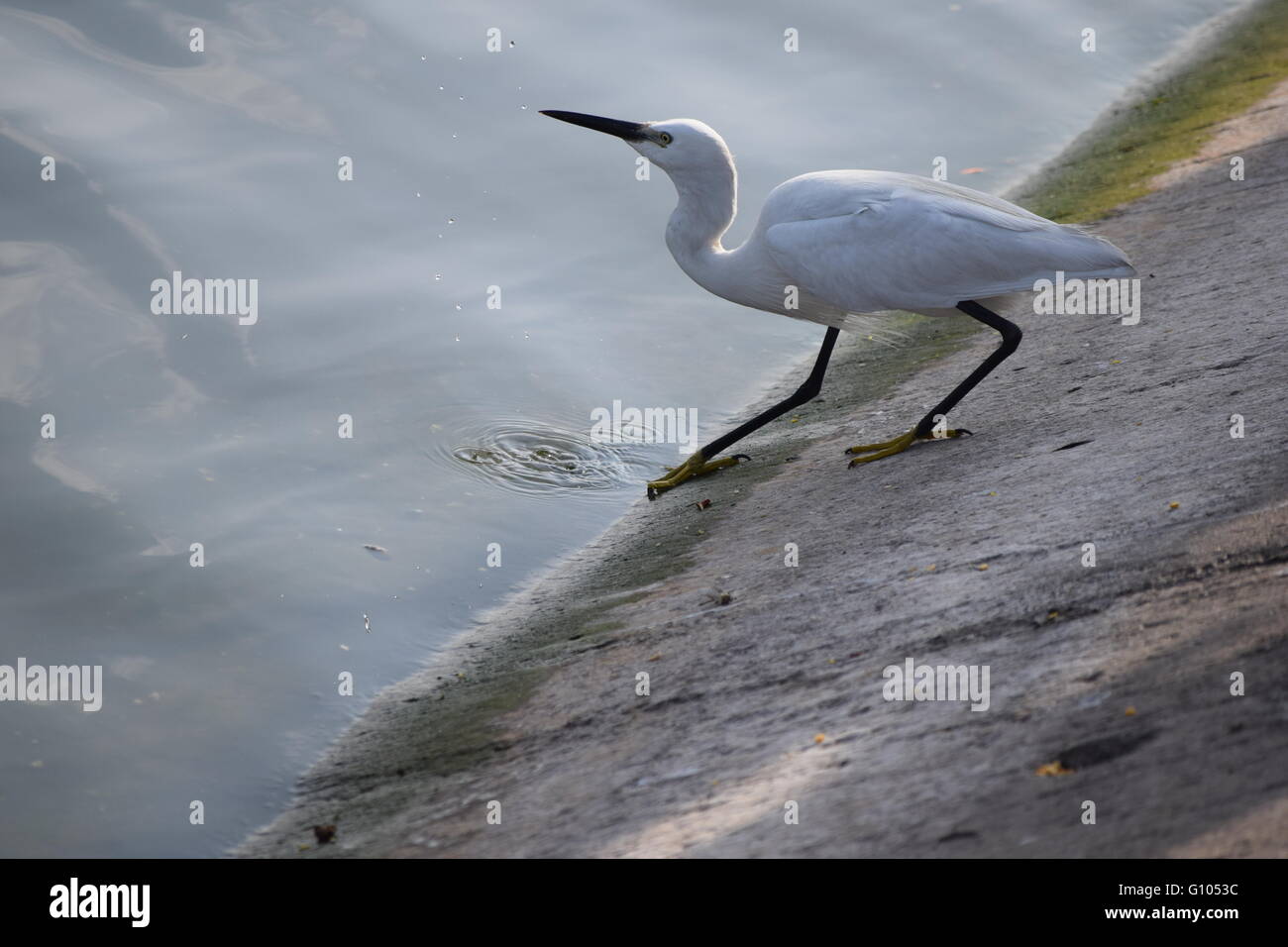 Bird aspettando pazientemente sul bordo del fiume , Foto Stock