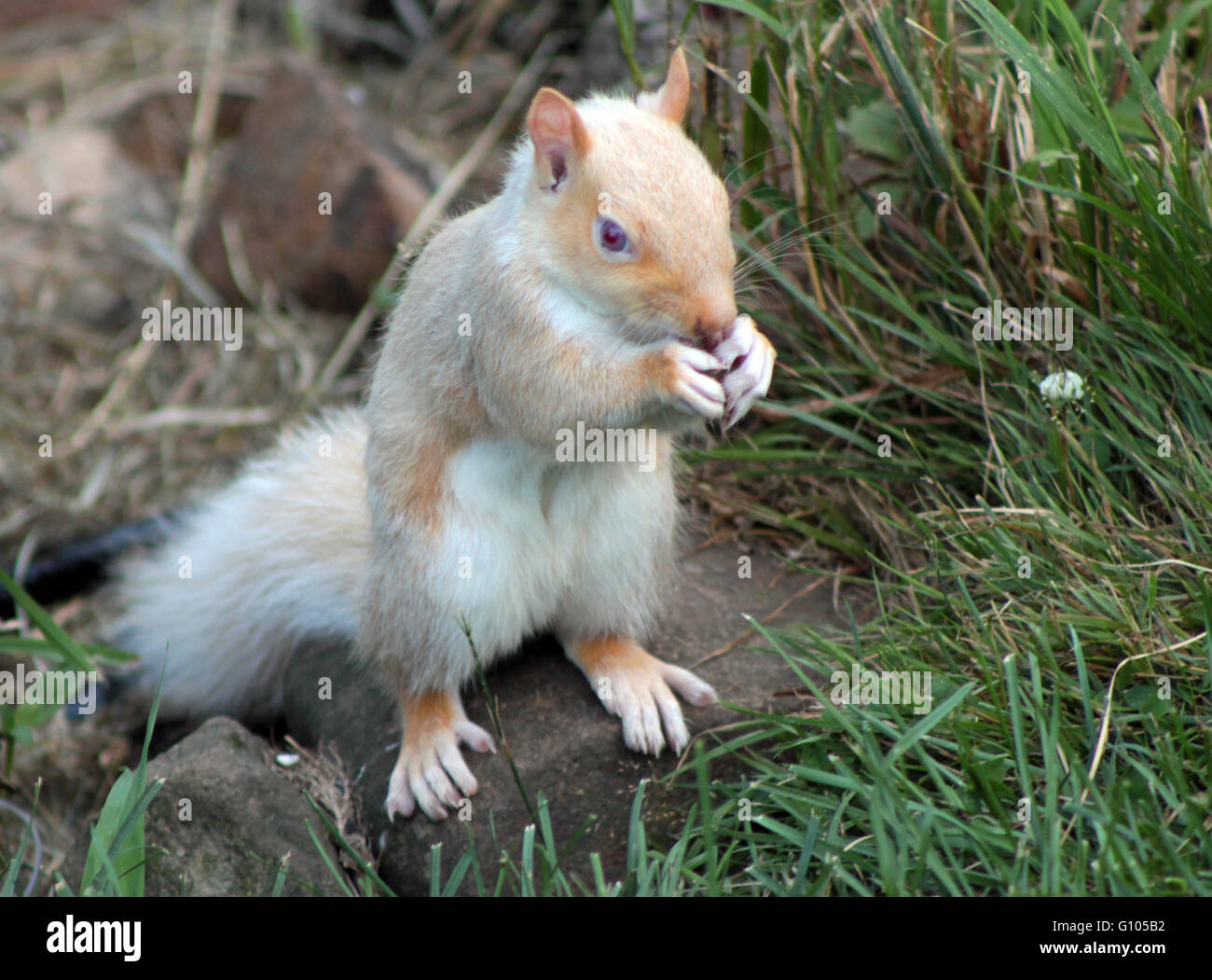 Scoiattolo Albino in Nord Guilford, Connecticut Foto Stock